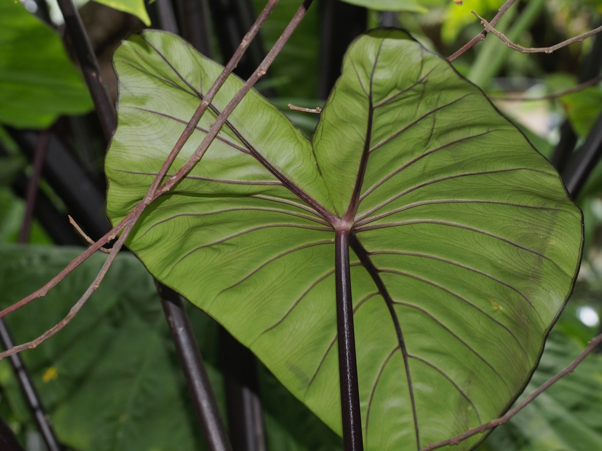 Image of Colocasia fontanesii