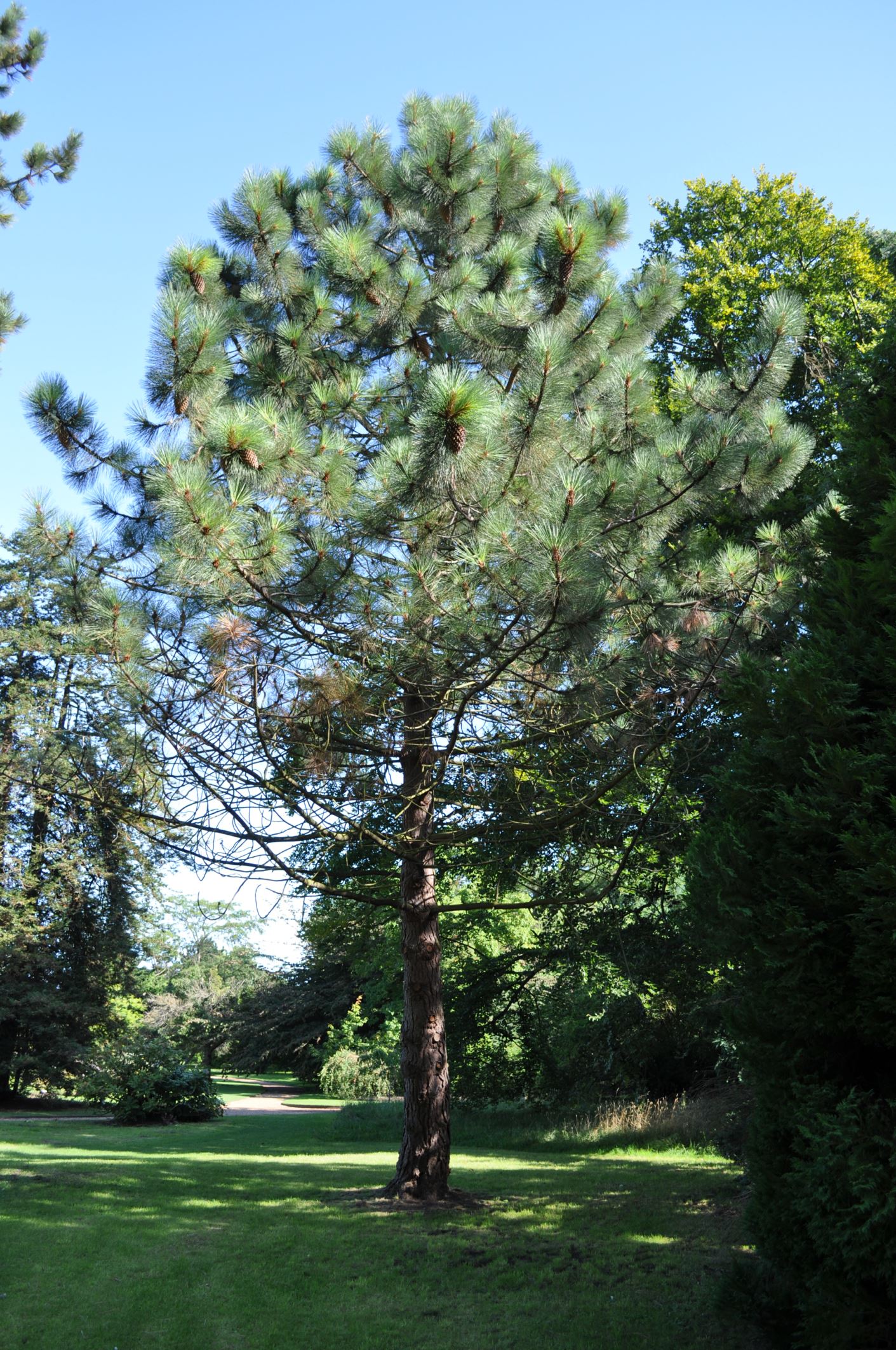 Image of Pinus coulteri