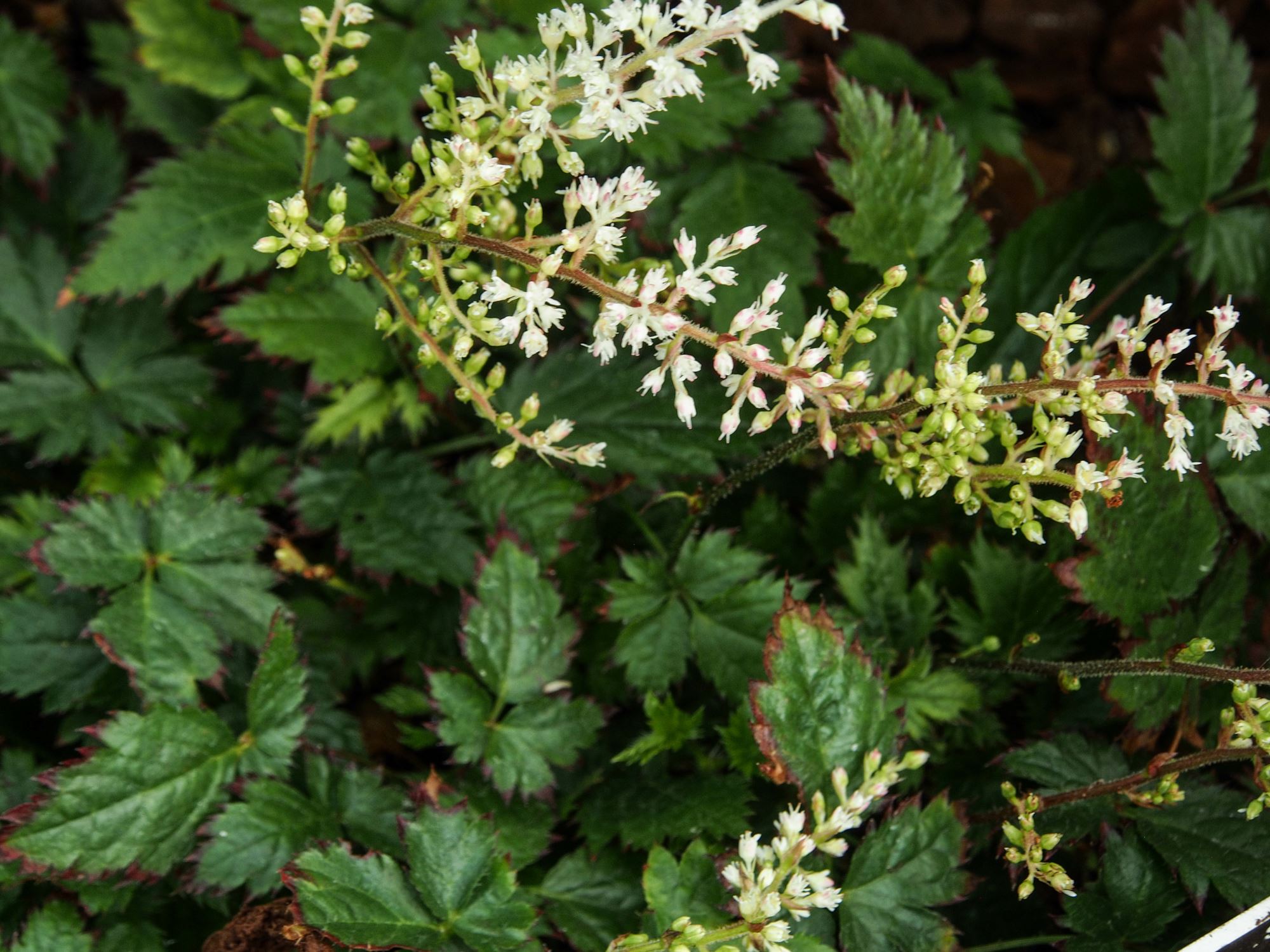 Image of Astilbe Ã— crispa