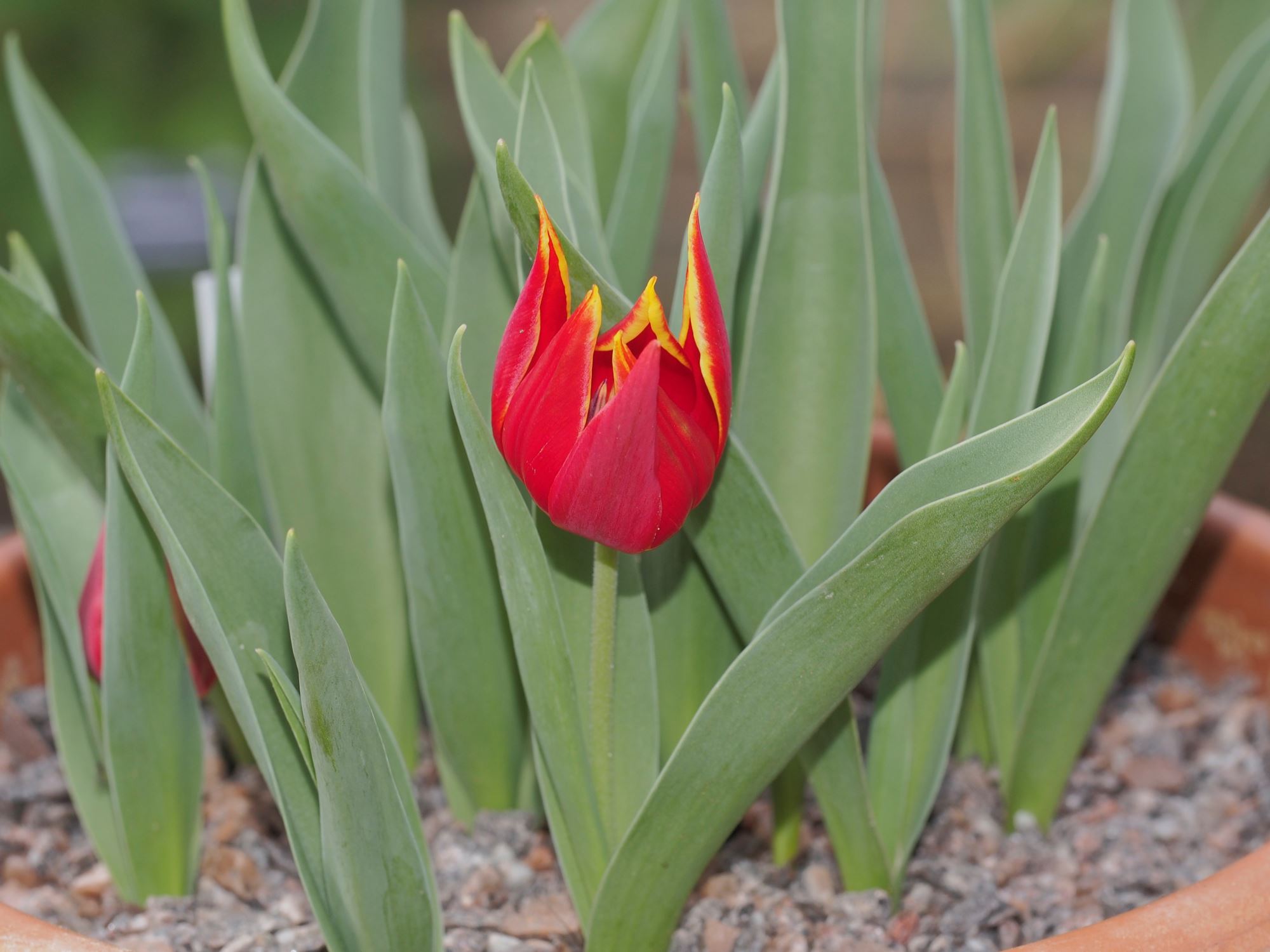Image of Tulipa suaveolens