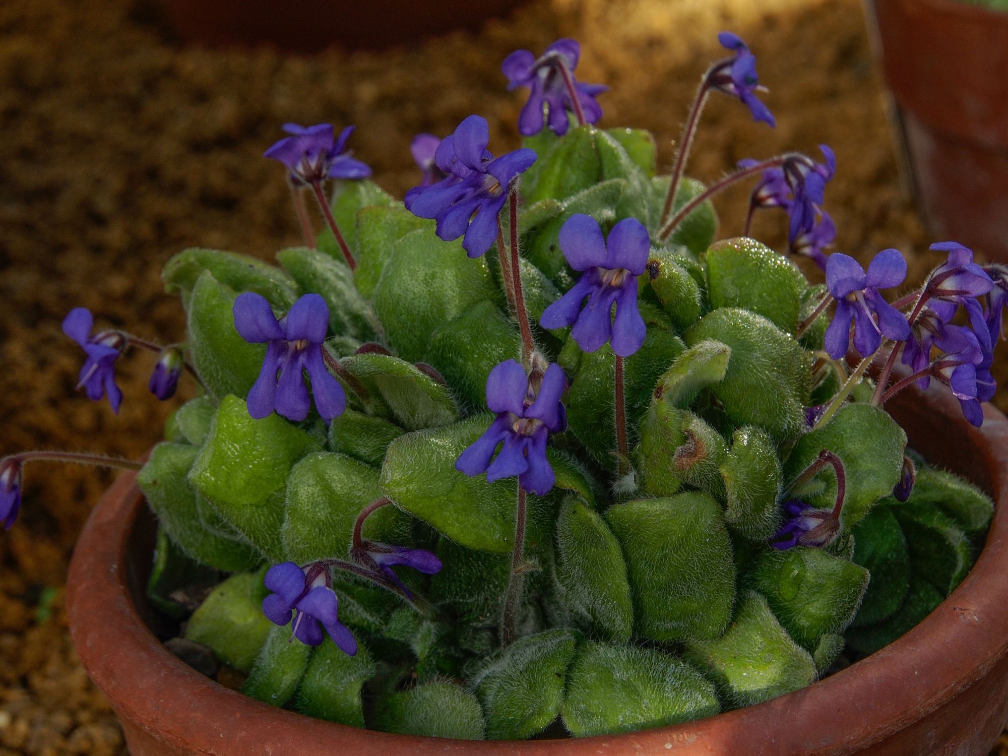Image of Petrocosmea nervosa