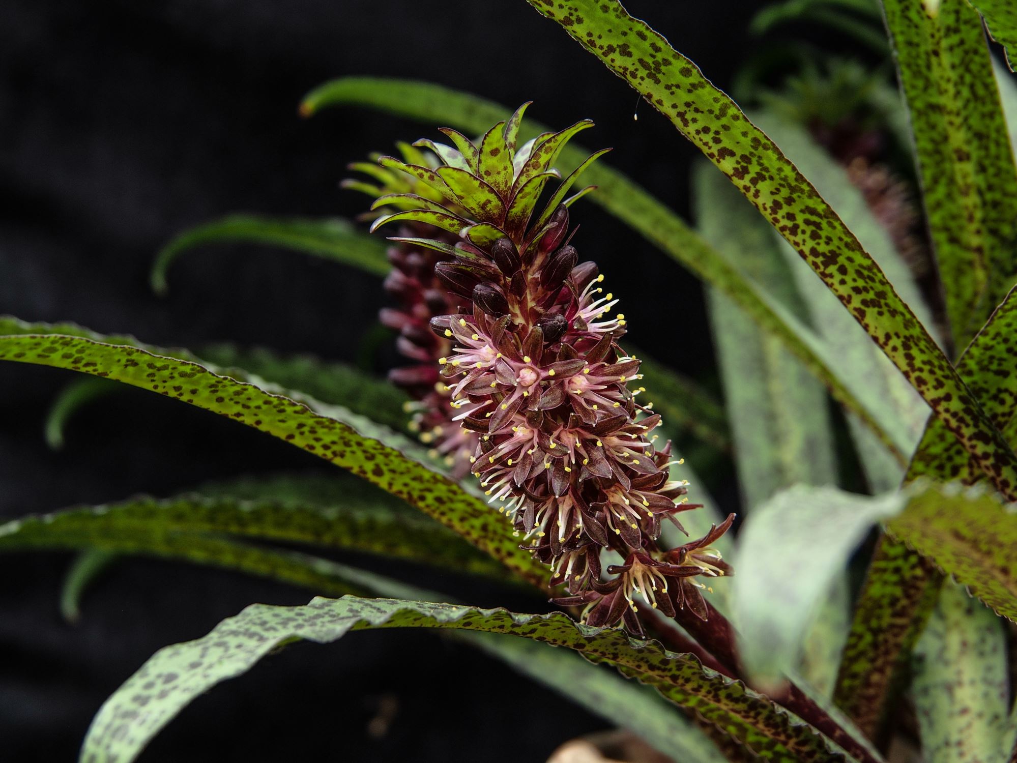 Image of Eucomis vandermerwei