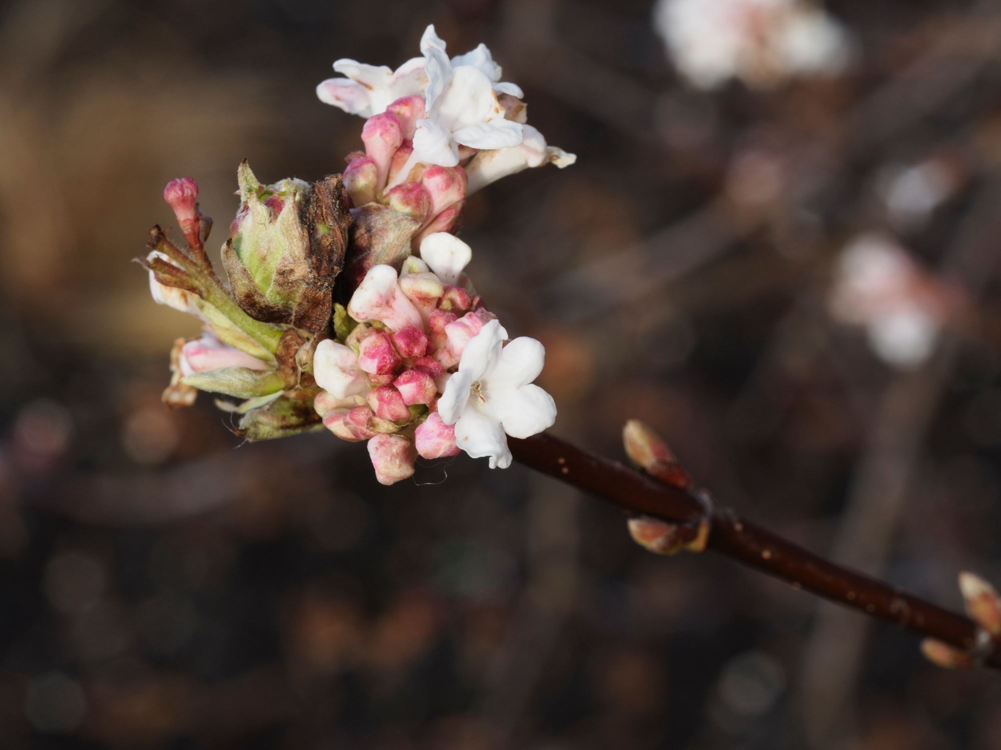 Image of Viburnum farreri