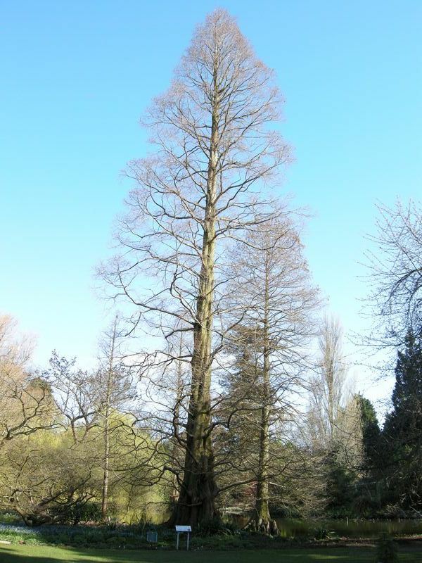 Image of Metasequoia glyptostroboides