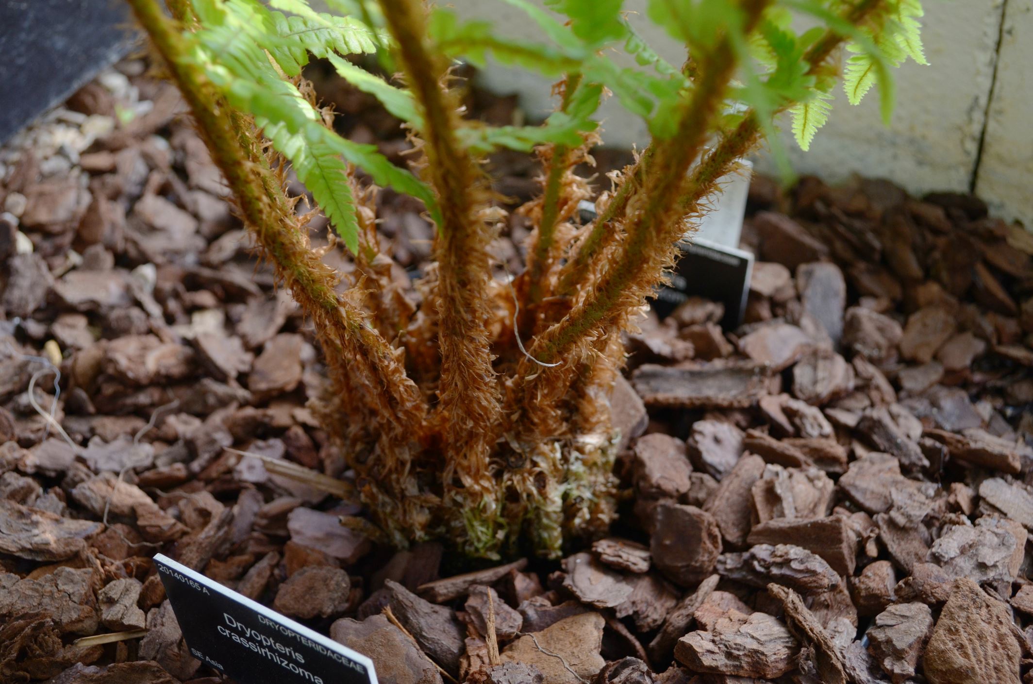 Image of Dryopteris crassirhizoma