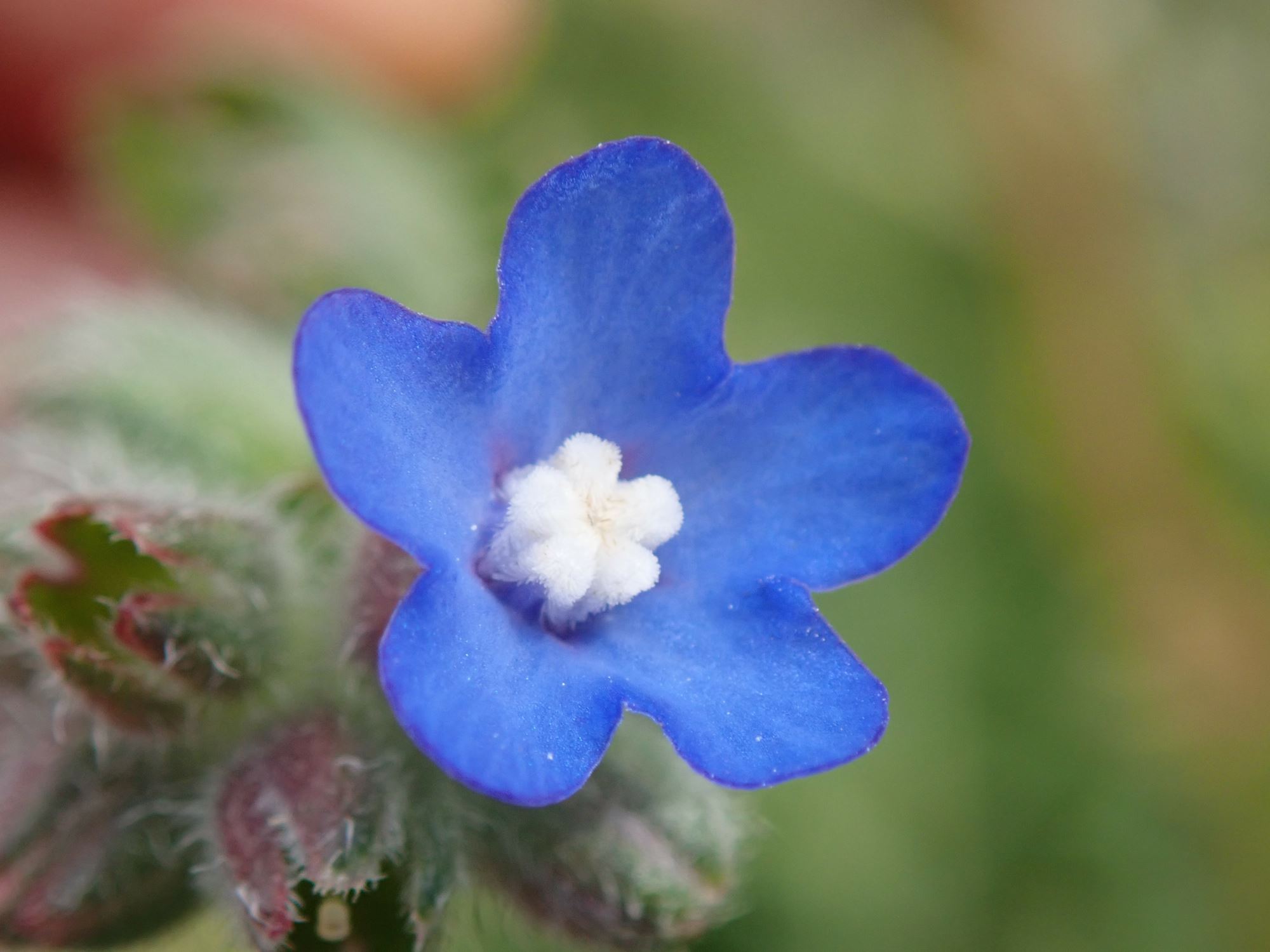 Image of Anchusa officinalis