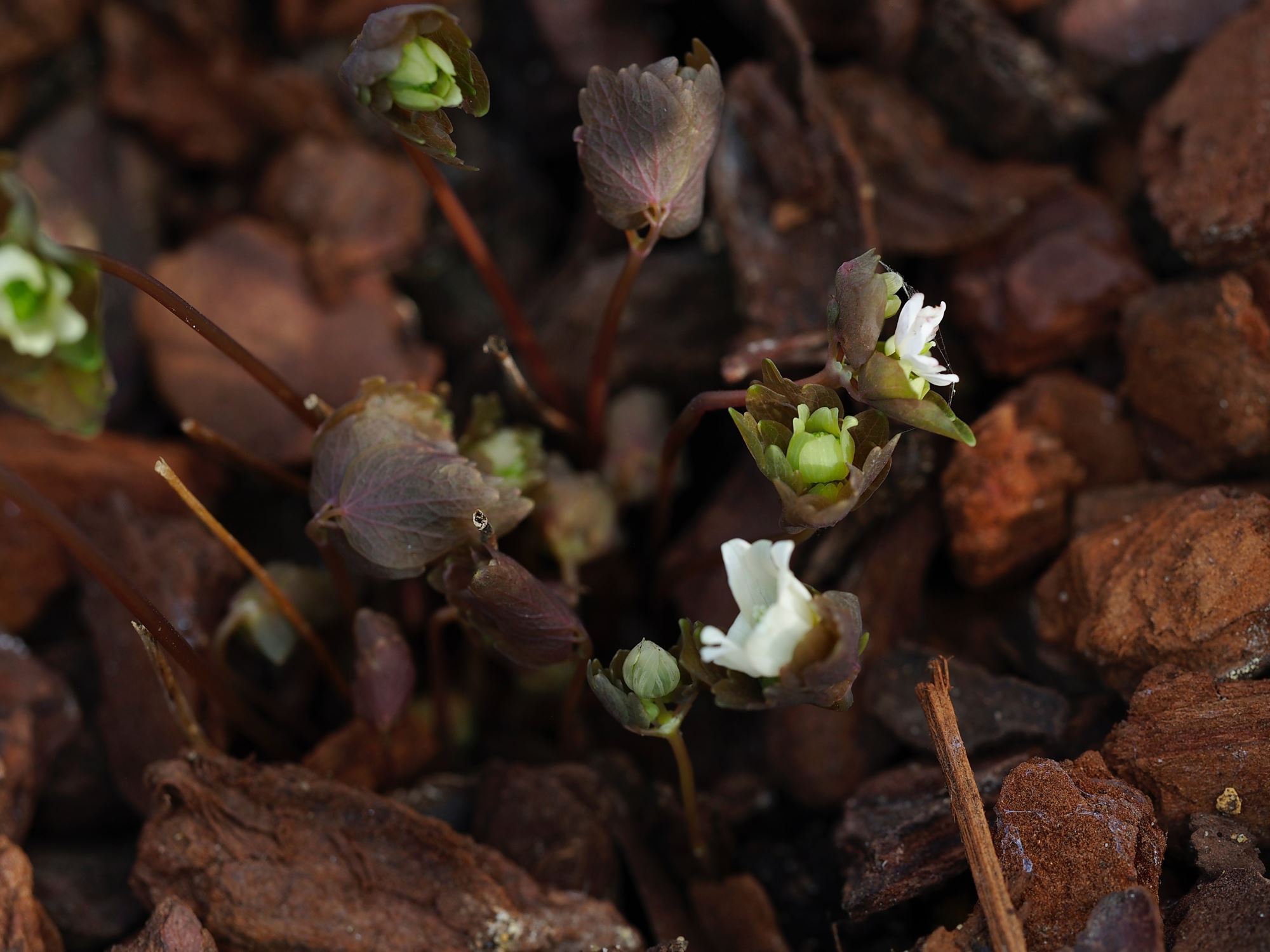Image of Anemonella thalictroides