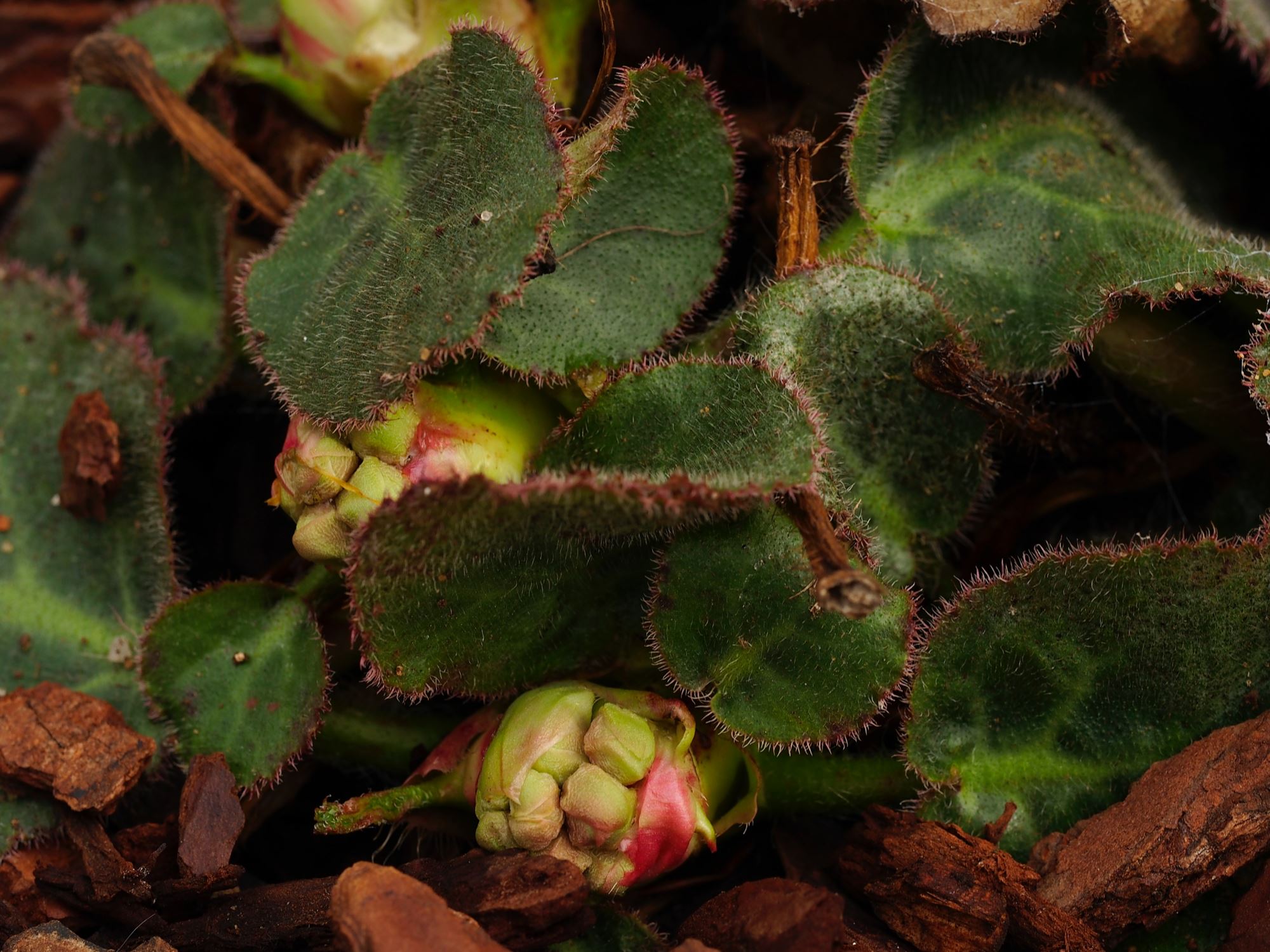 Image of Bergenia ciliata f. ciliata