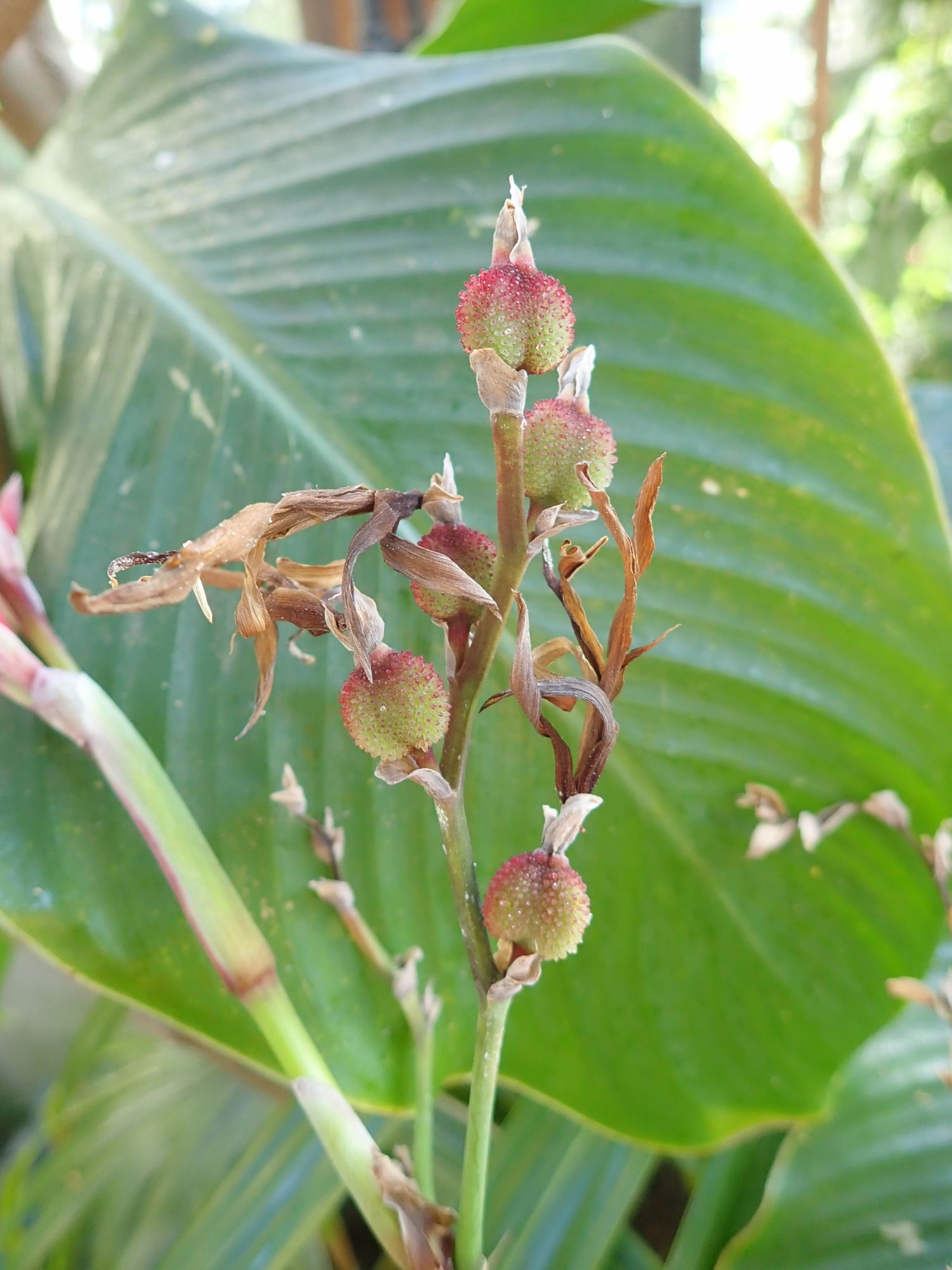 Image of Canna indica