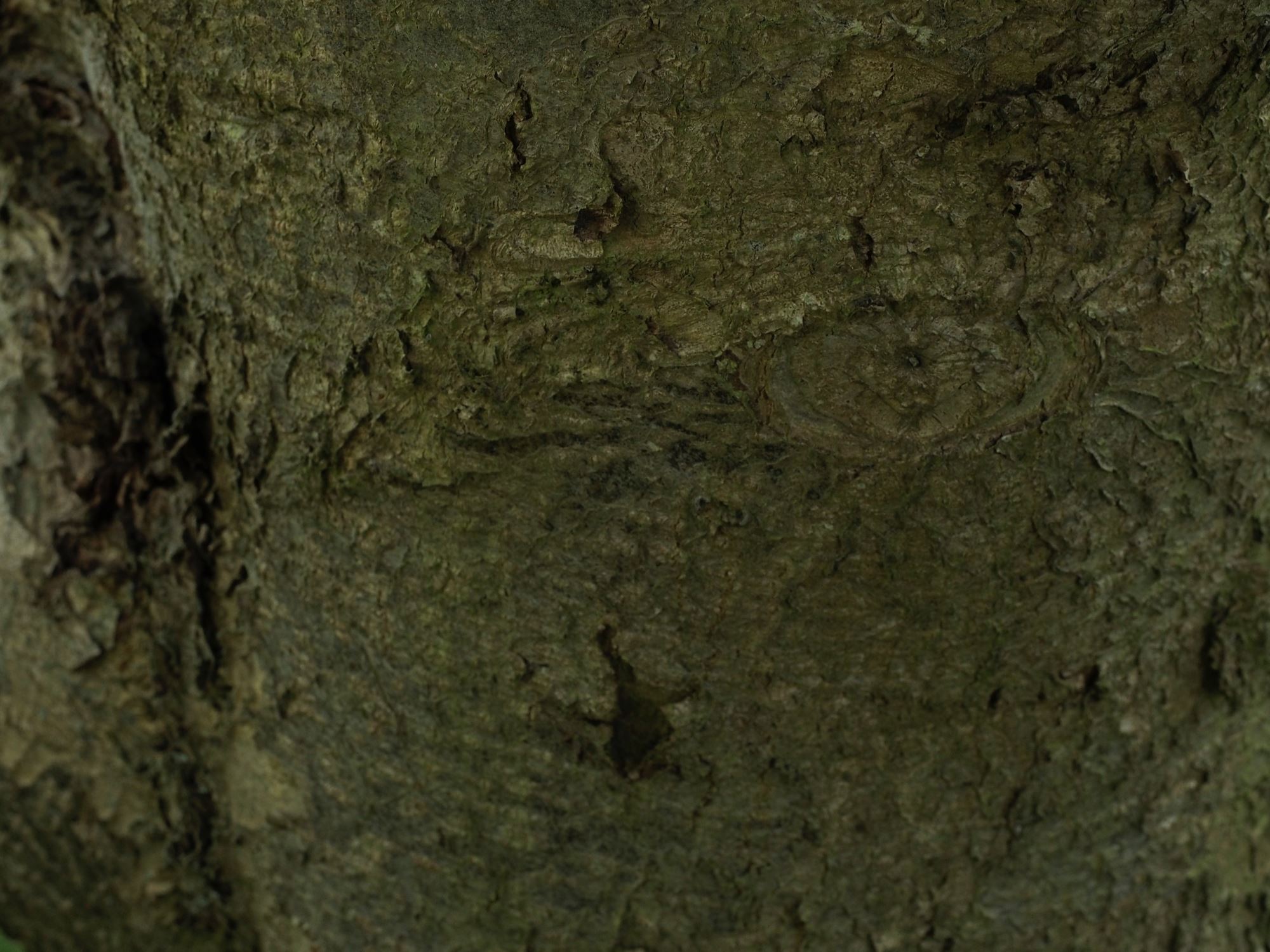 Image of Sorbus intermedia