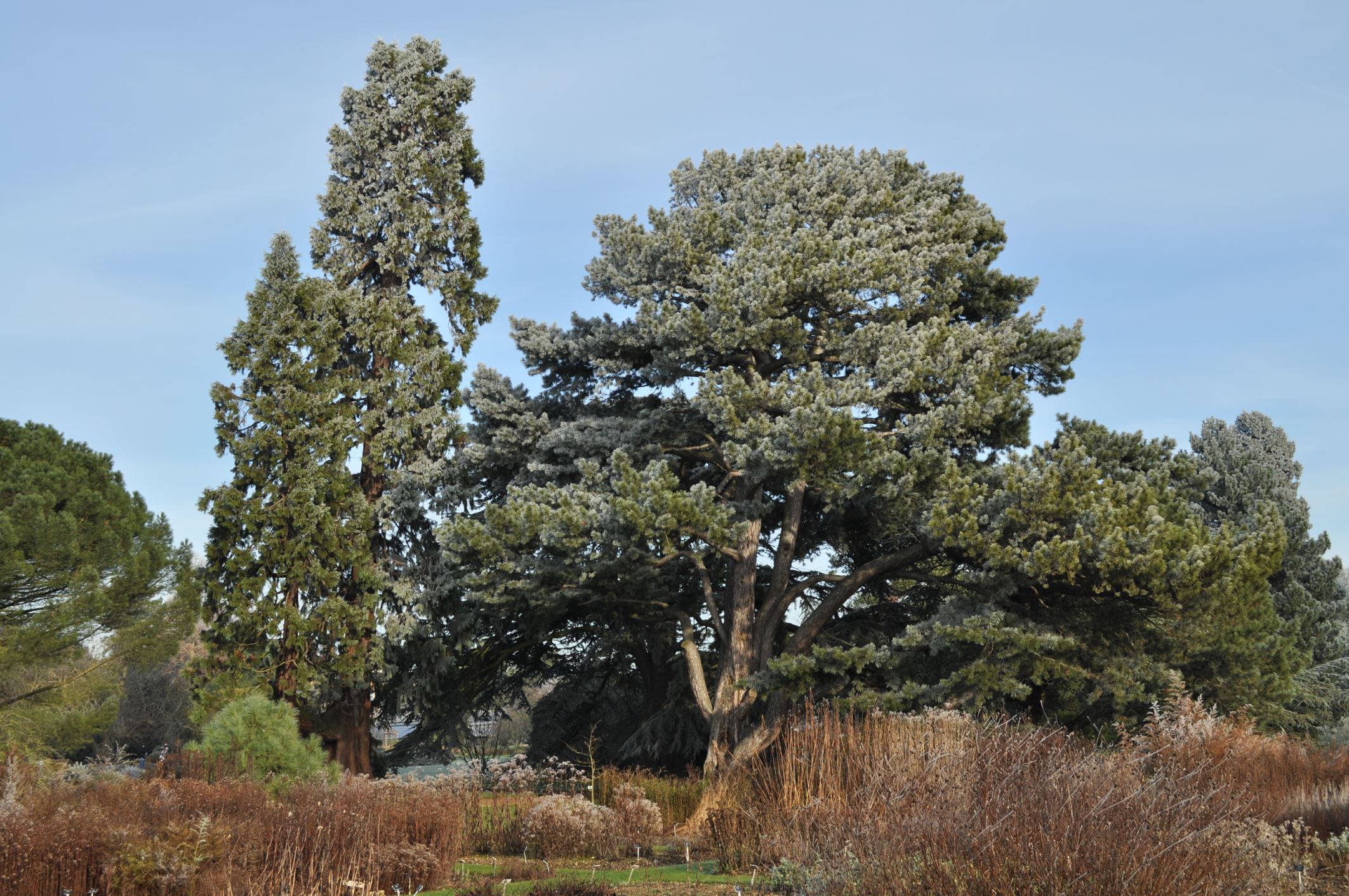 Image of Pinus nigra subsp. pallasiana
