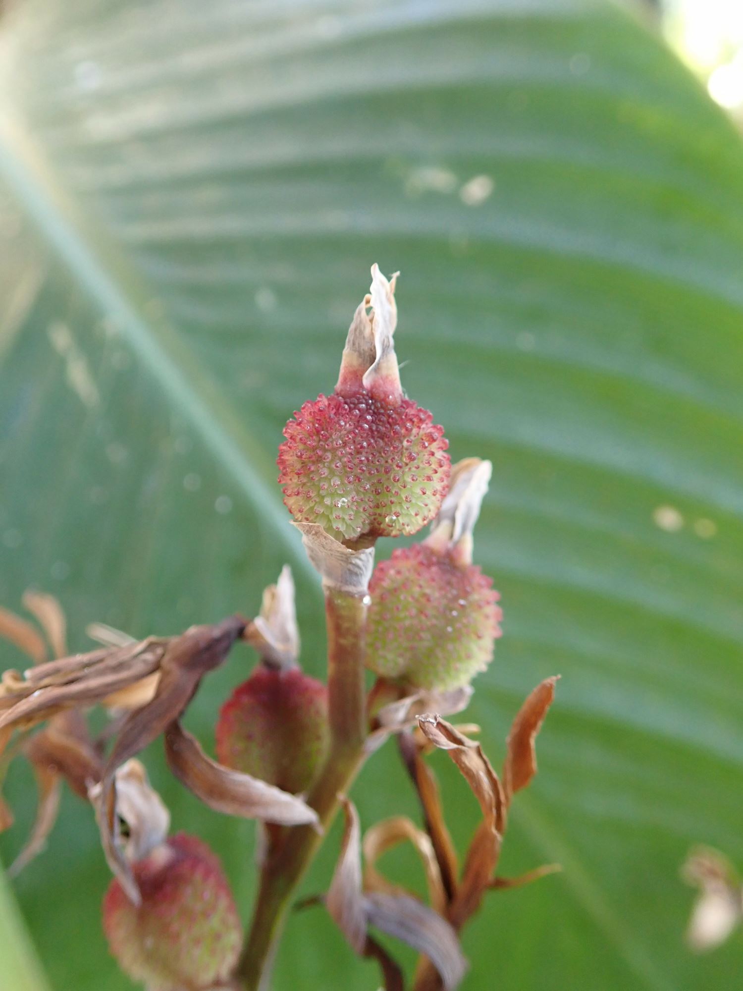 Image of Canna indica