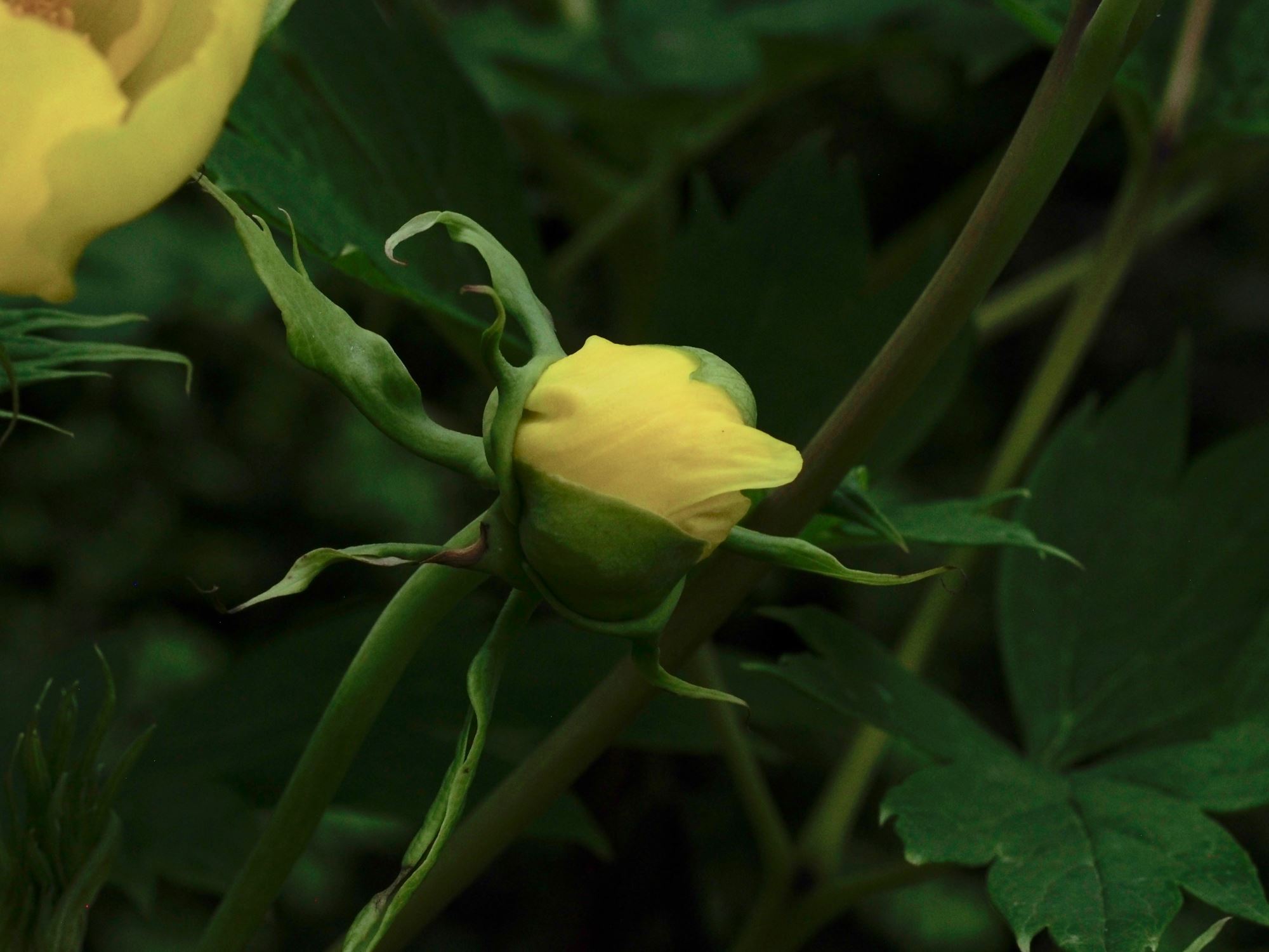 Image of Paeonia ludlowii