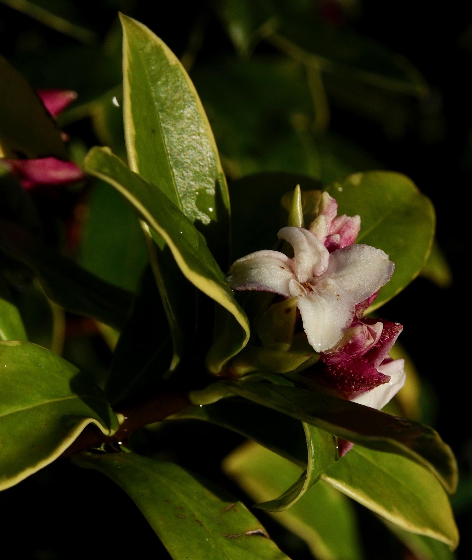 Image of Daphne odora 'Aureo-marginata'