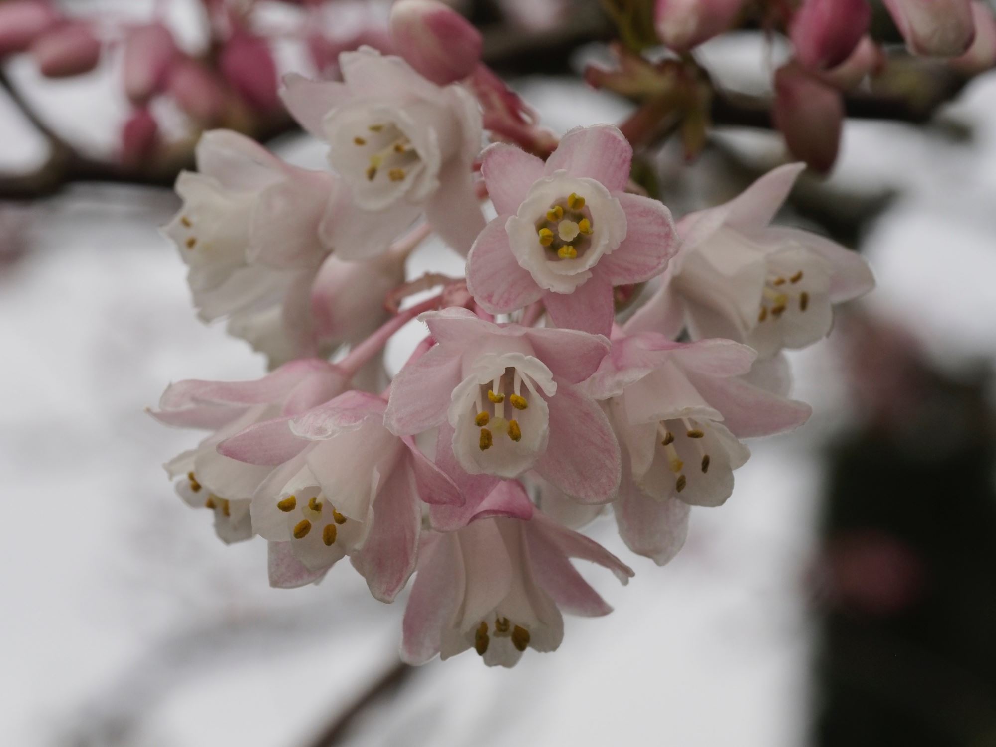 Image of Staphylea holocarpa 'Rosea'