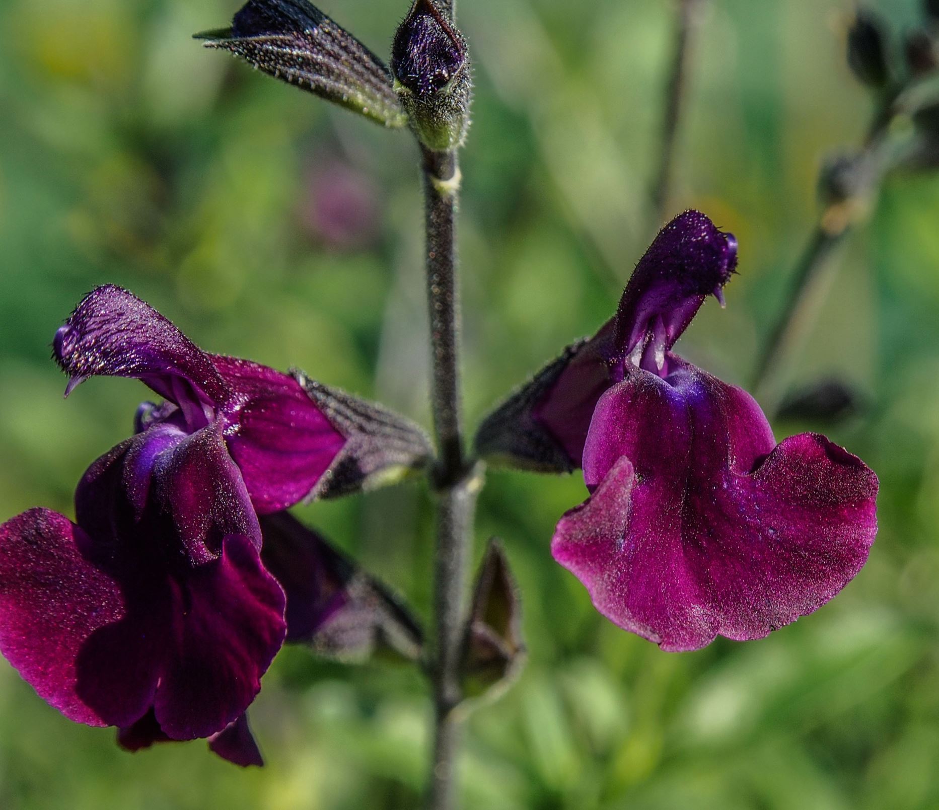 Image of Salvia 'Nachtvlinder'