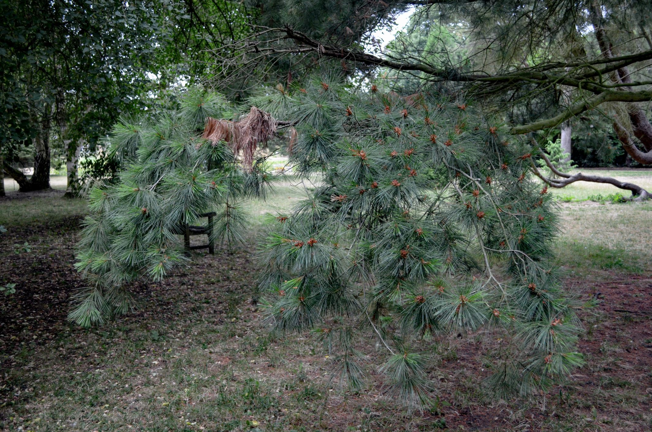 Image of Pinus Ã— holfordiana