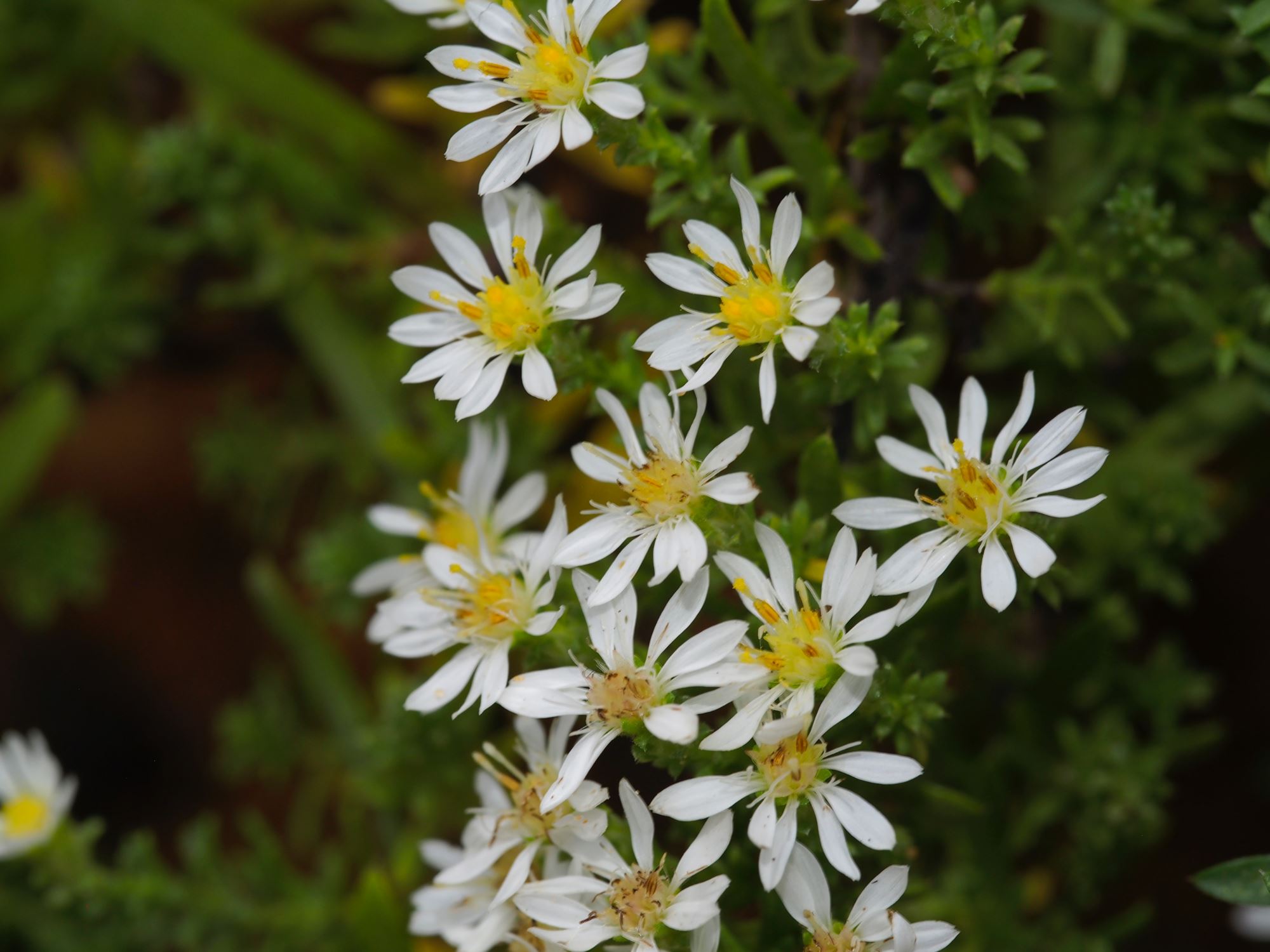 Image of Symphyotrichum ericoides