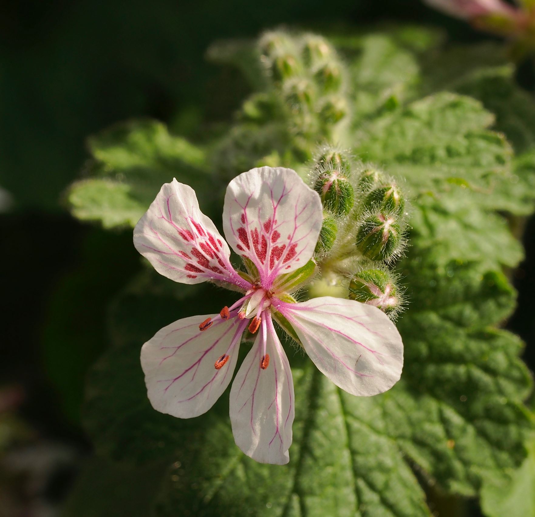Image of Erodium trifolium