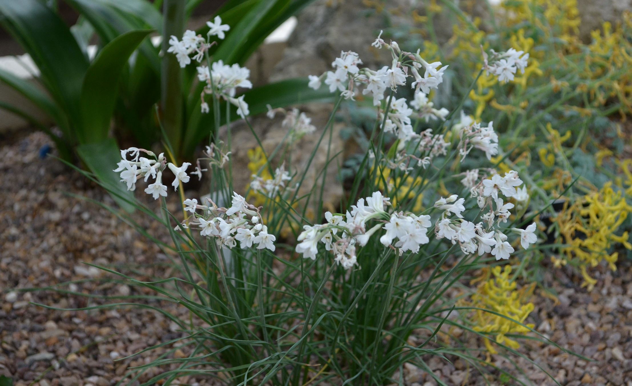 Image of Tulbaghia cominsii