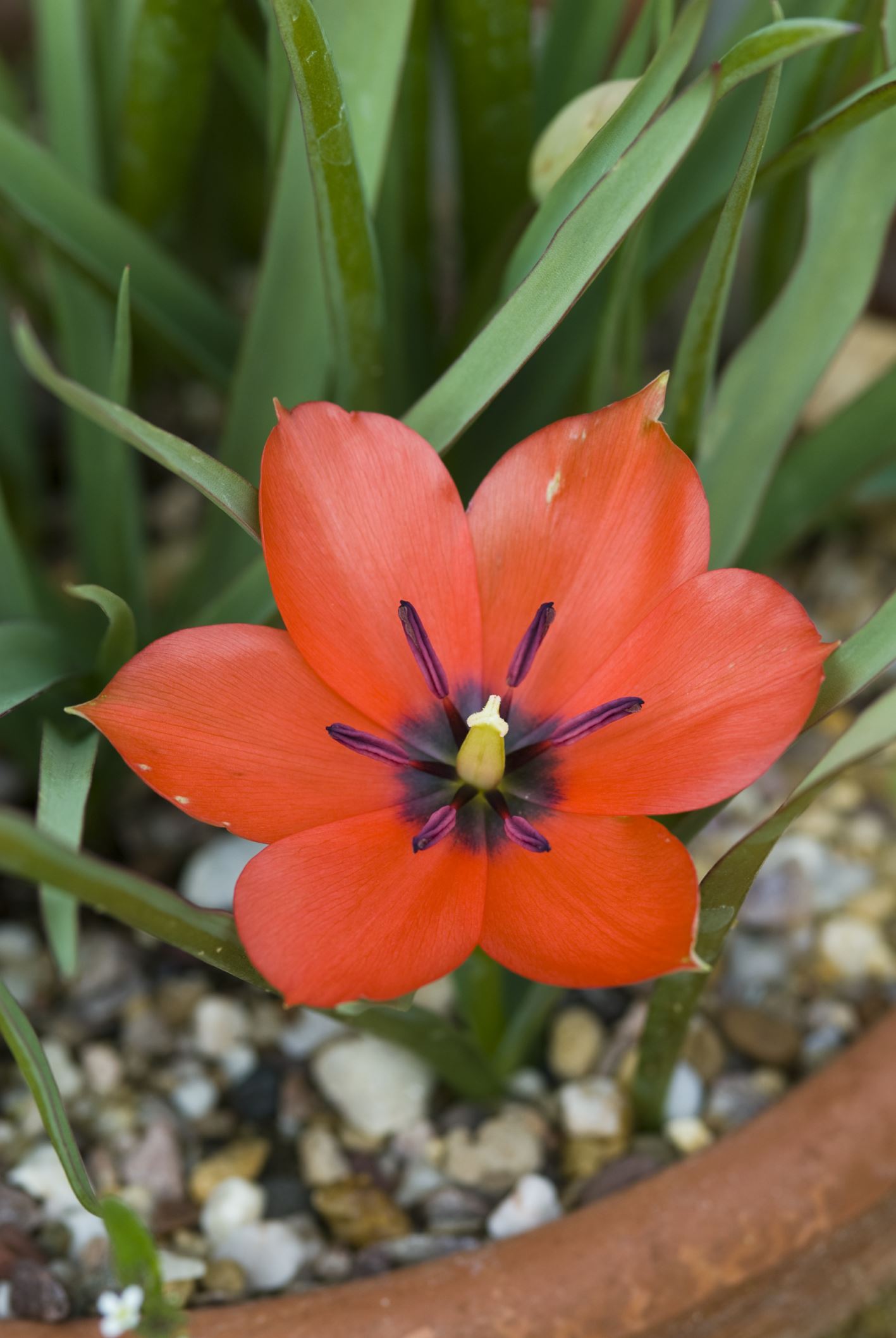 Image of Tulipa linifolia 'Scarlet'