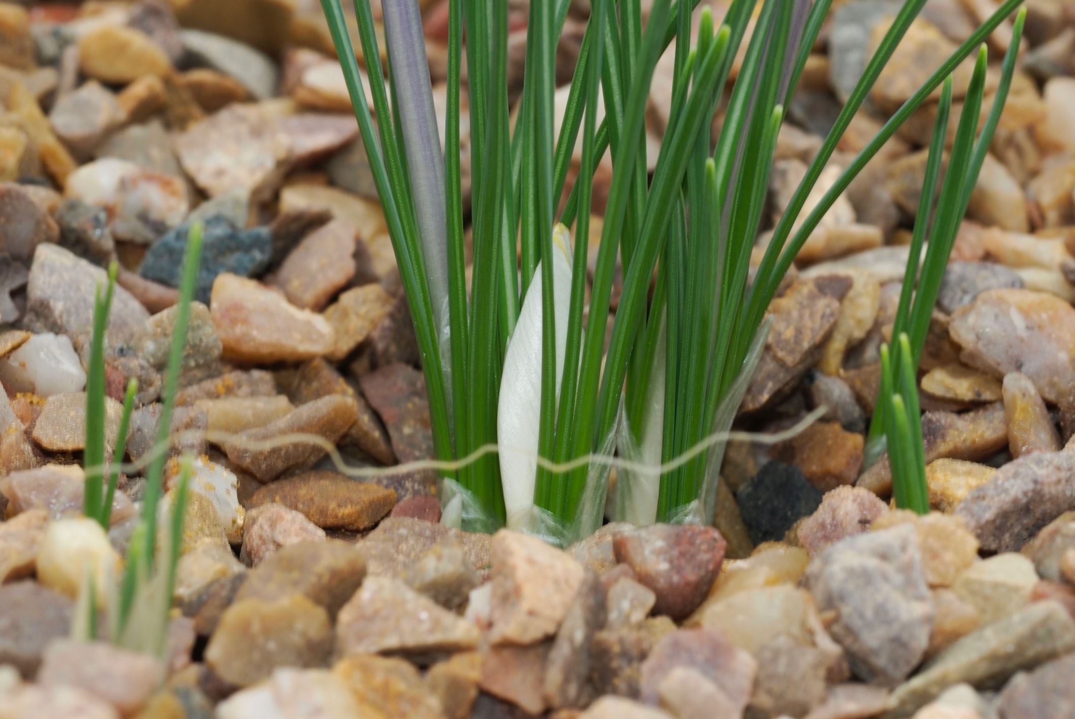 Image of Crocus mathewii