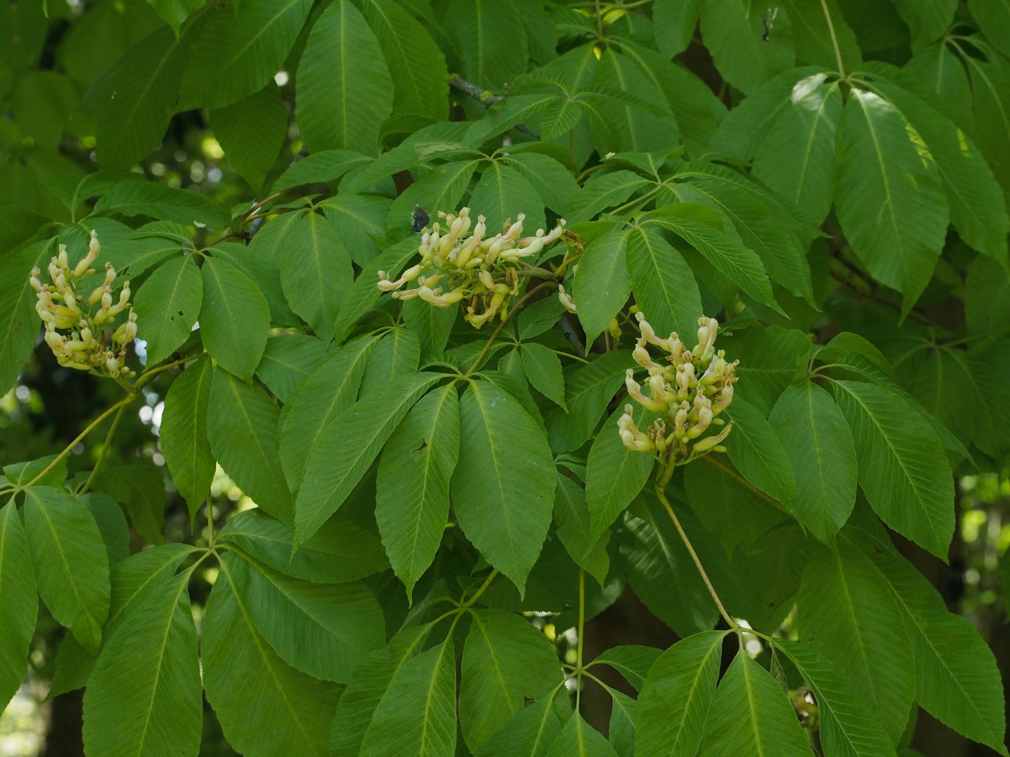 Image of Aesculus Ã— neglecta 'Erythroblastos'