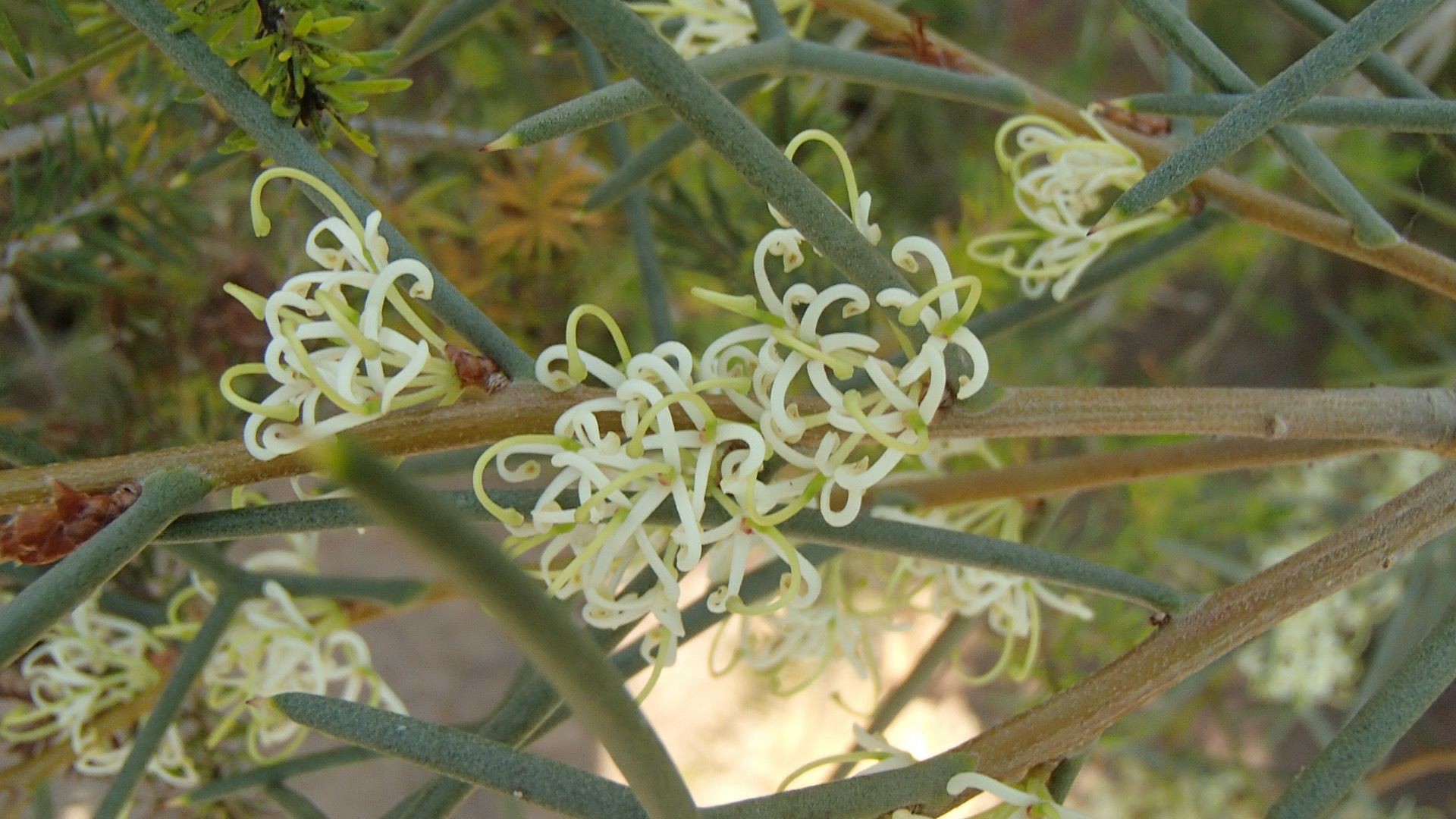 Image of Hakea recurva