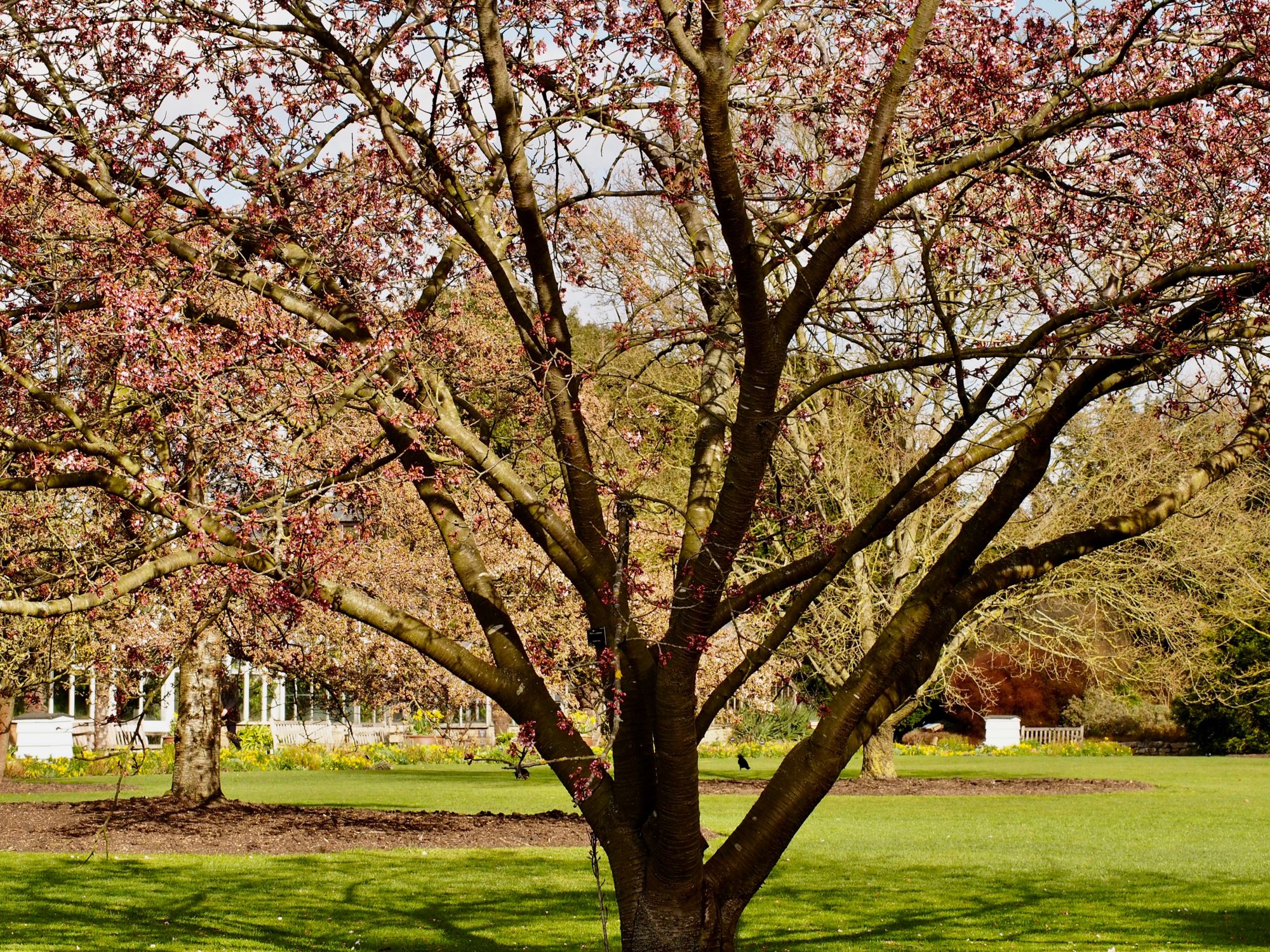 Image of Prunus cyclamina