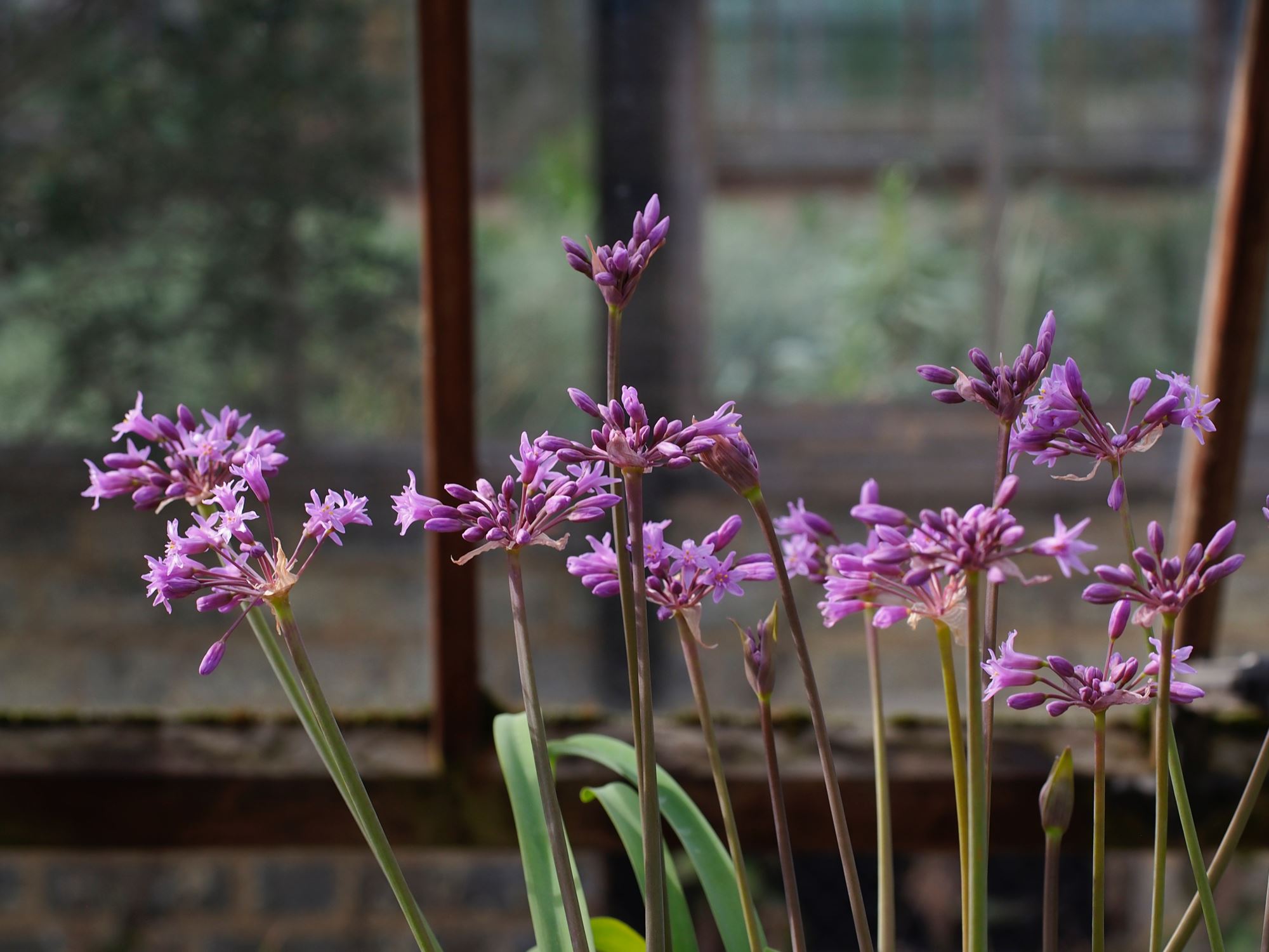 Image of Tulbaghia simmleri