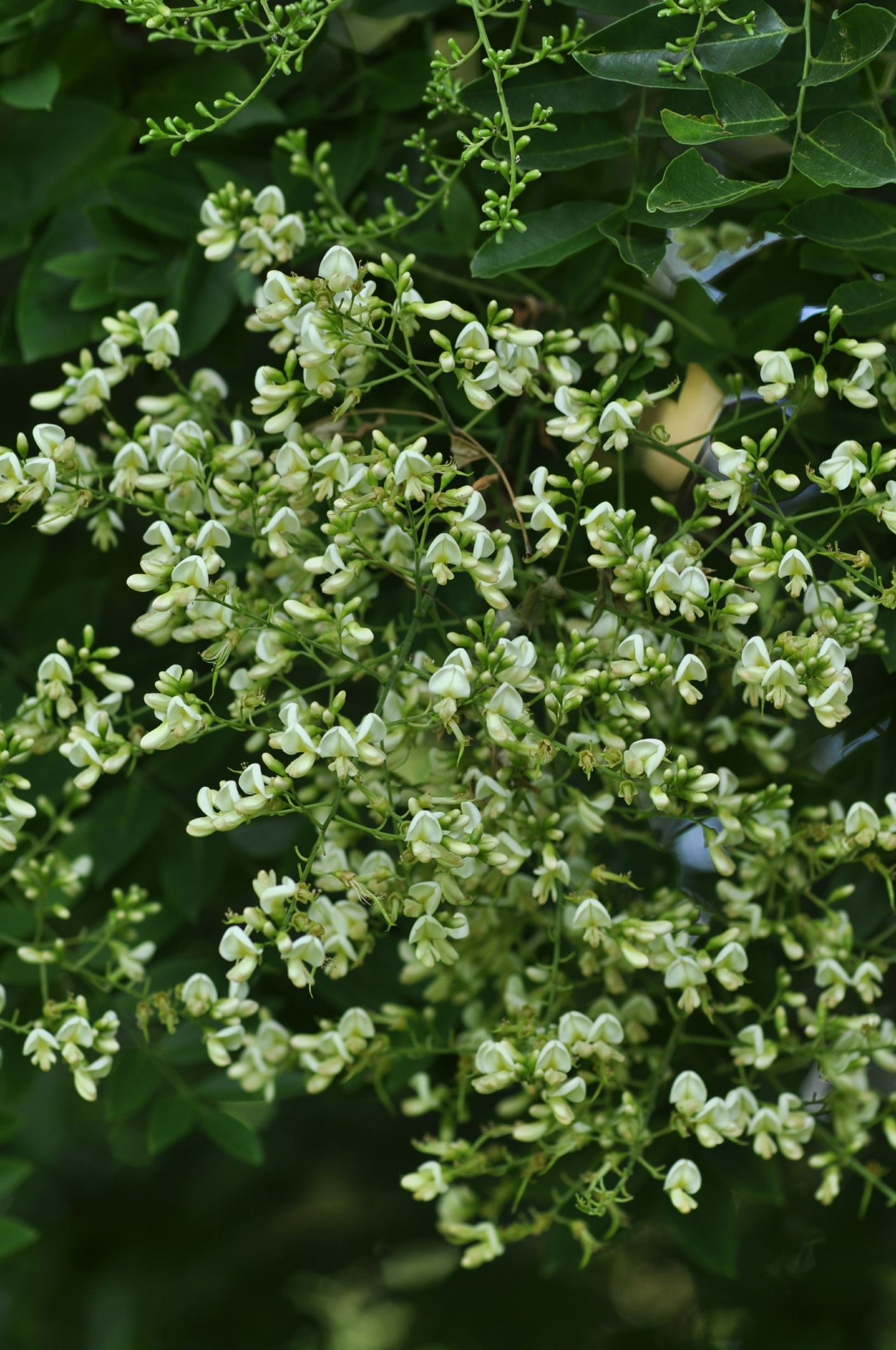 Image of Styphnolobium japonicum