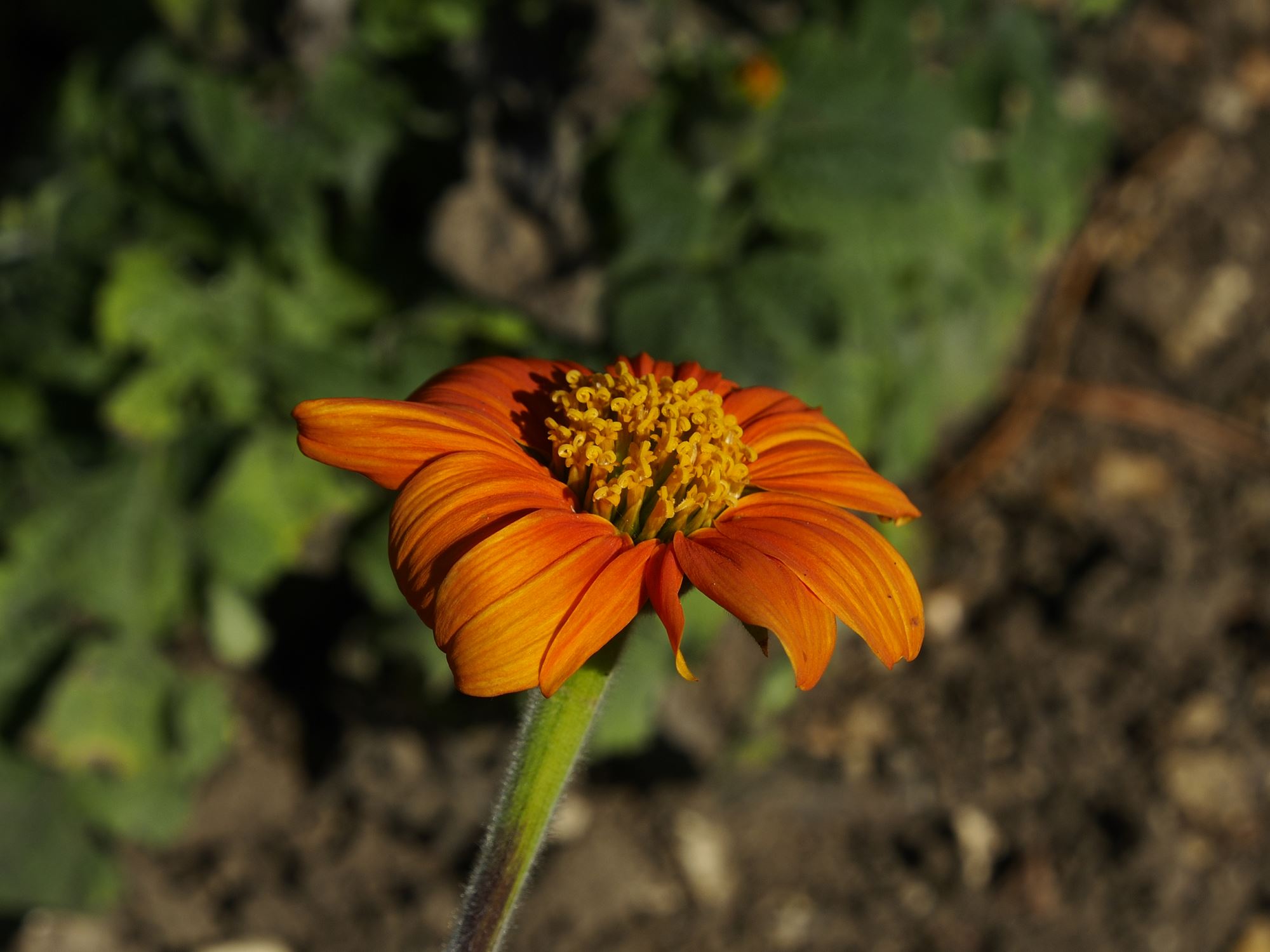 Image of Tithonia rotundifolia