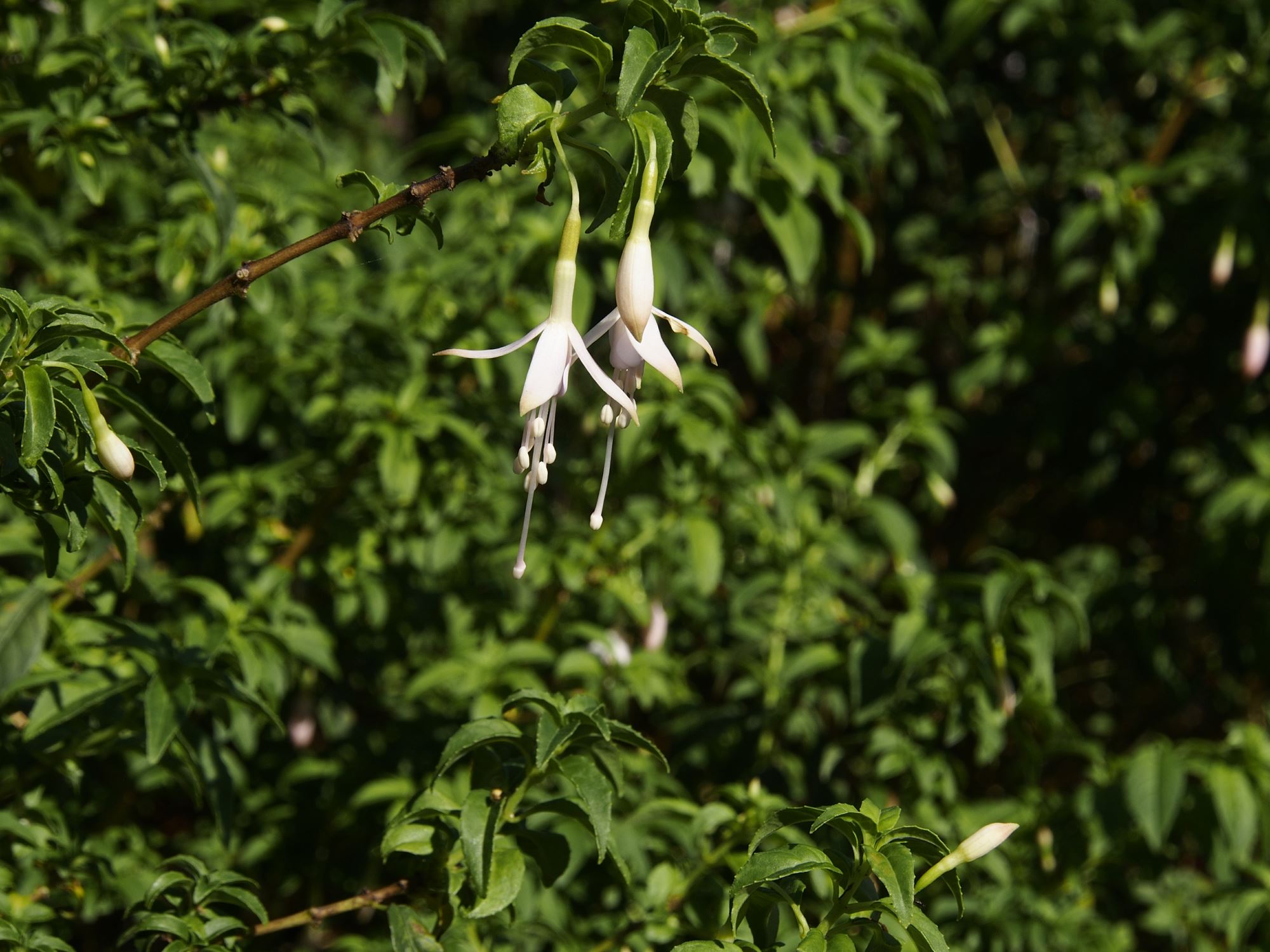 Image of Fuchsia magellanica var. molinae