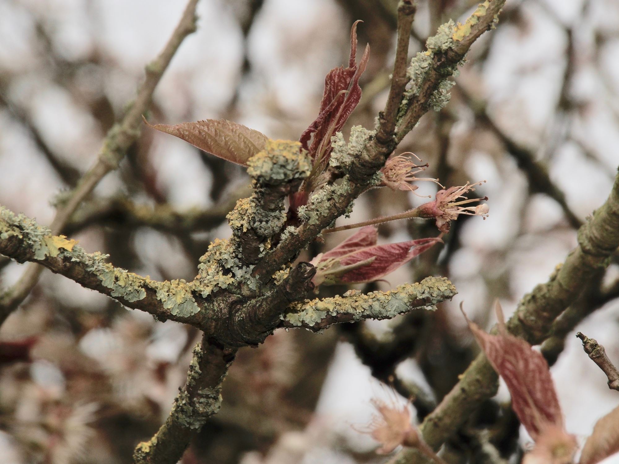 Image of Prunus pseudocerasus var. cantabrigiensis