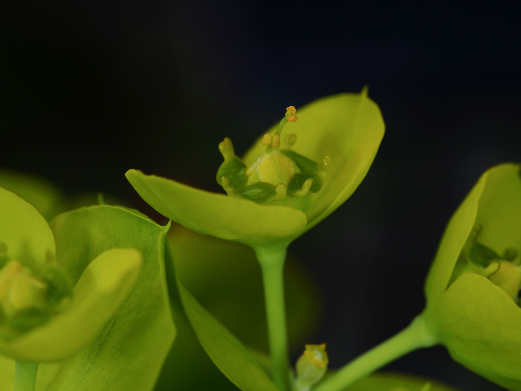 Image of Euphorbia rigida
