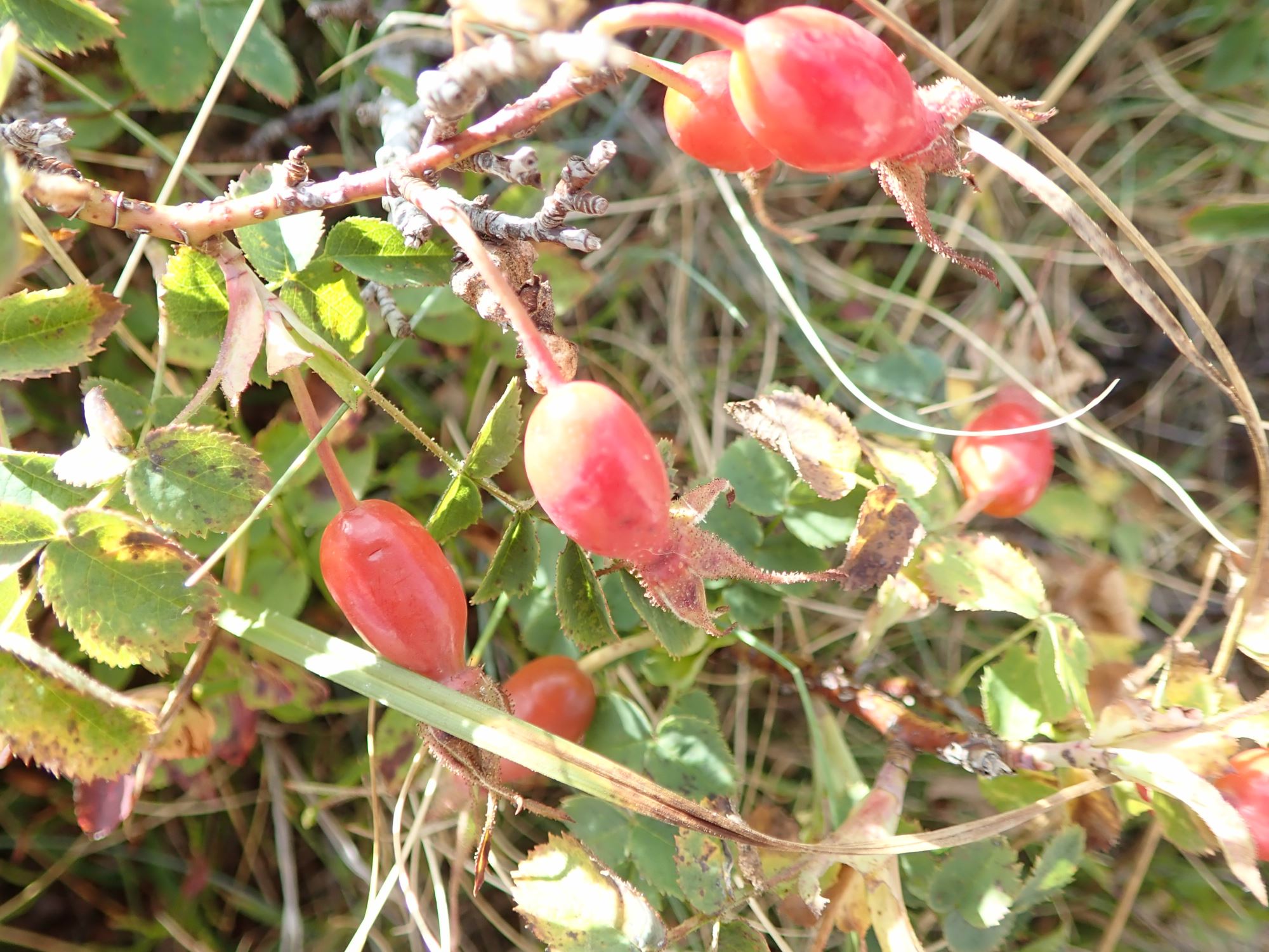 Image of Rosa pendulina