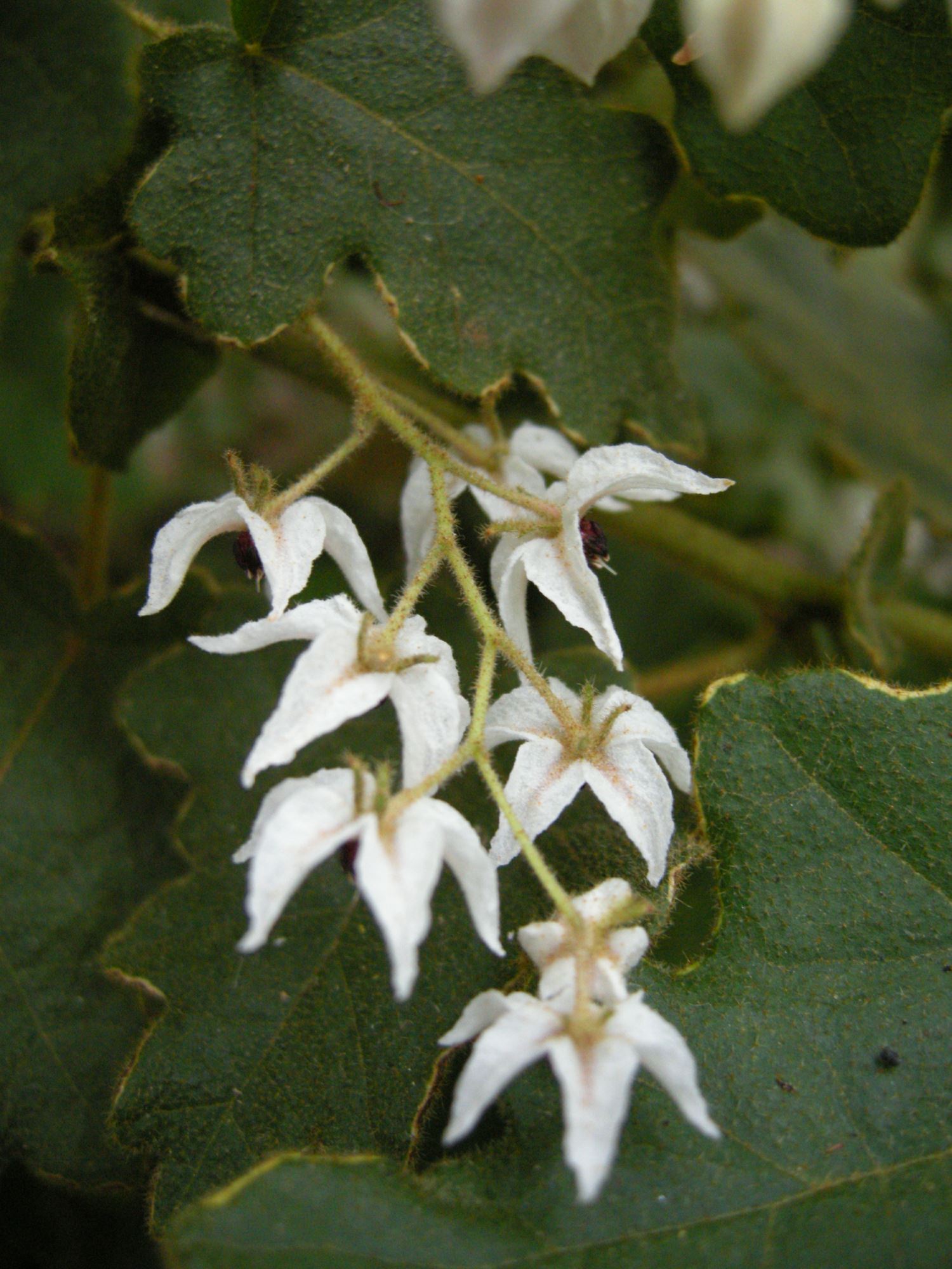 Image of Thomasia solanacea
