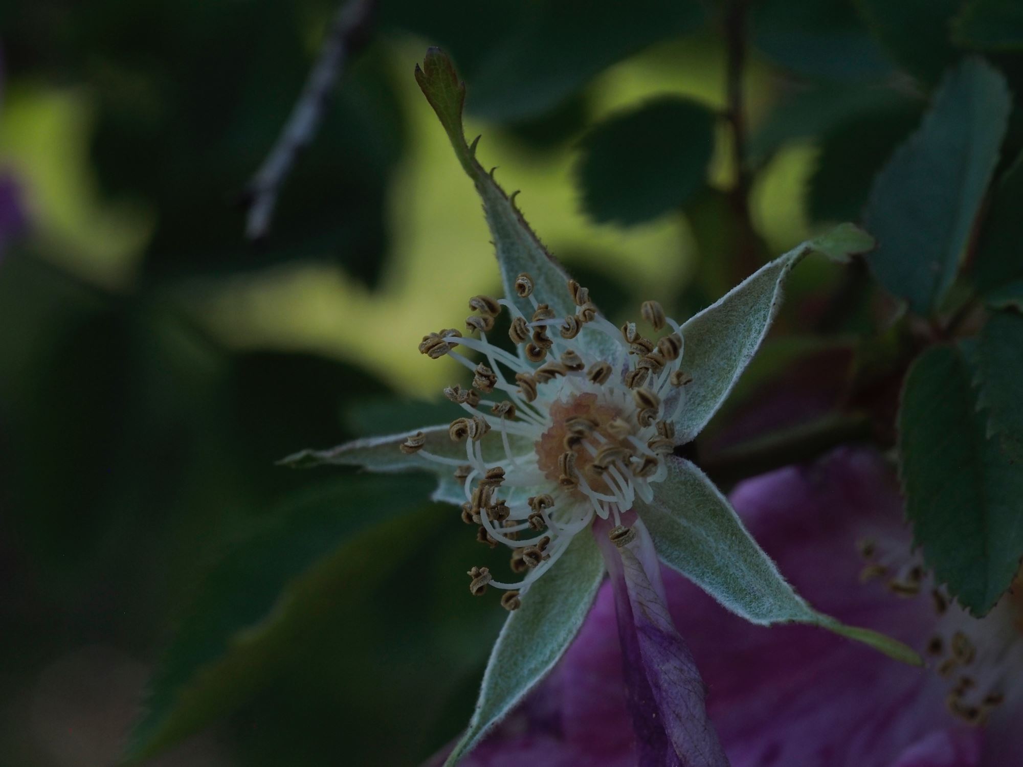 Image of Rosa 'Cantab'