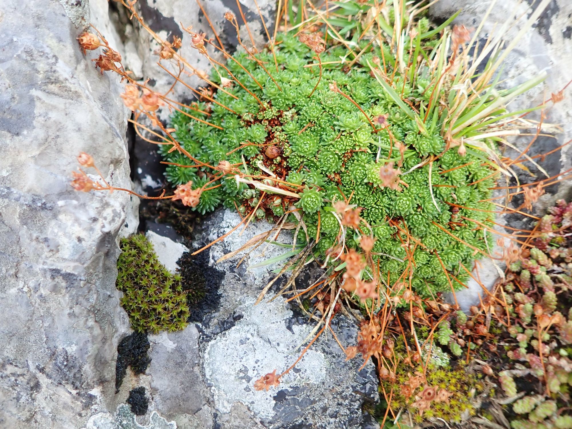 Image of Saxifraga exarata subsp. moschata