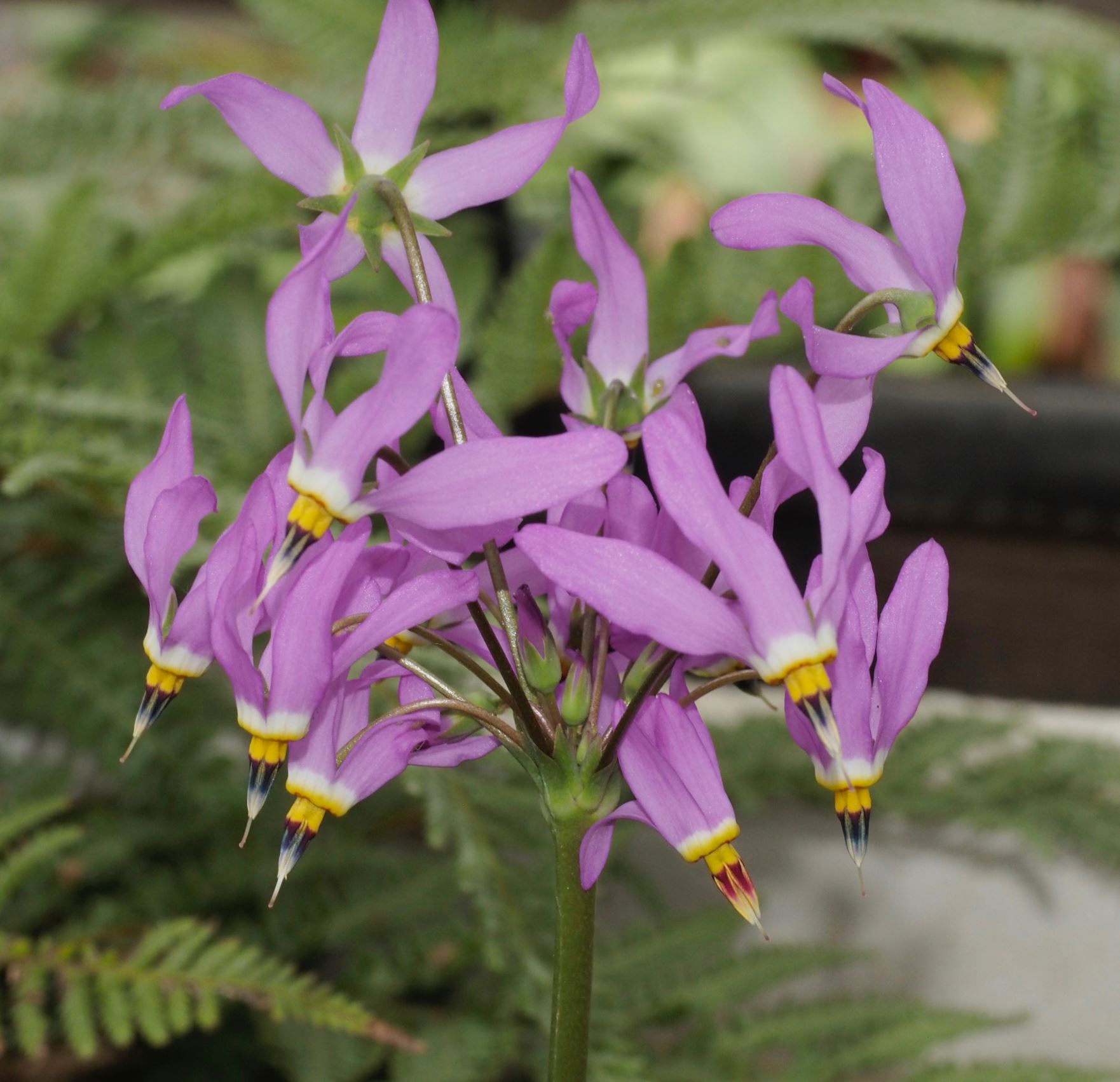 Image of Dodecatheon pulchellum subsp. pulchellum
