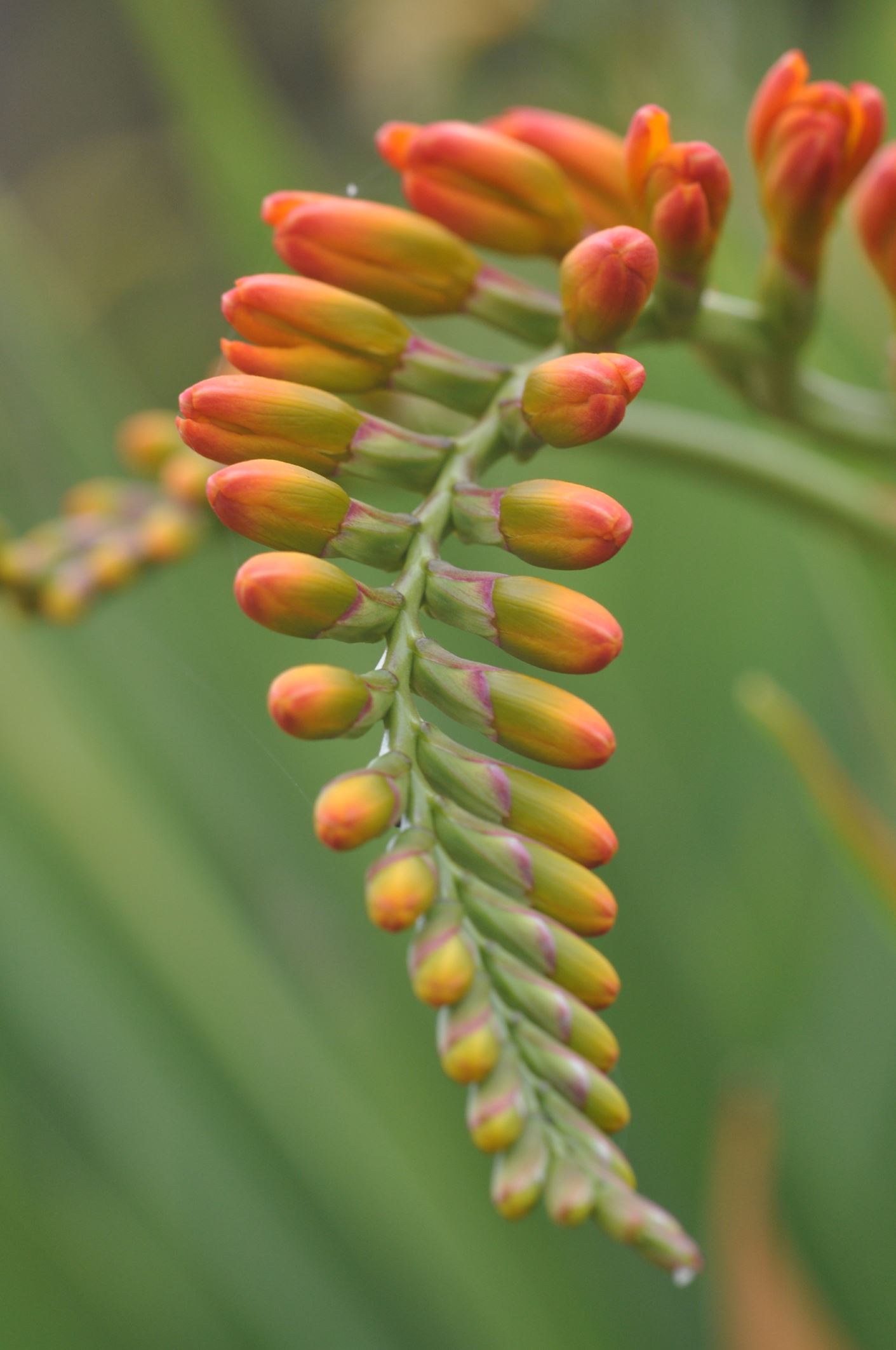 Image of Crocosmia masoniorum