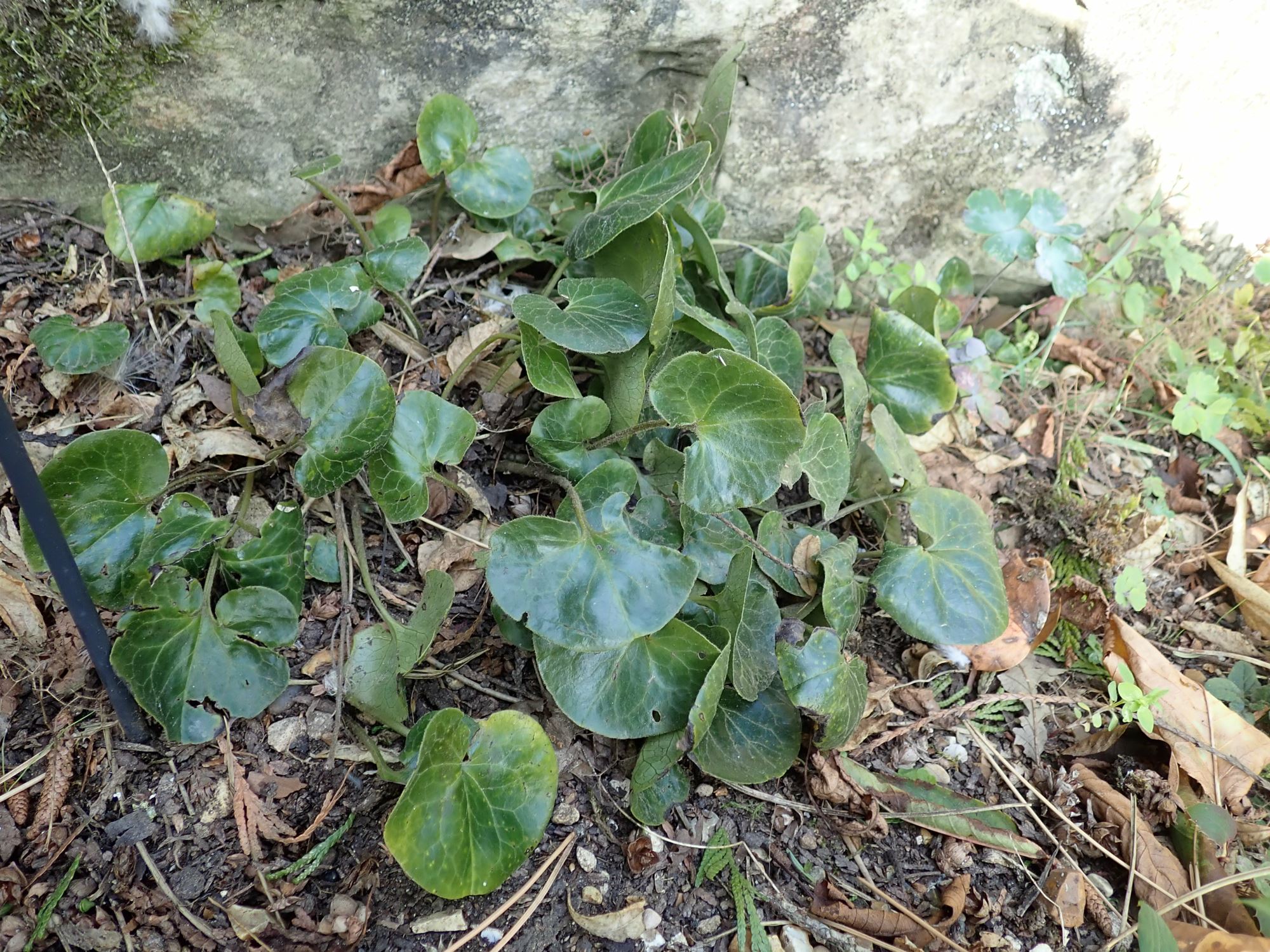 Image of Asarum europaeum