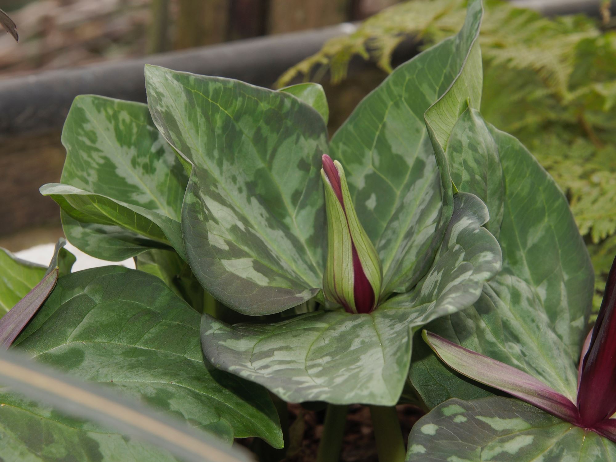 Image of Trillium chloropetalum