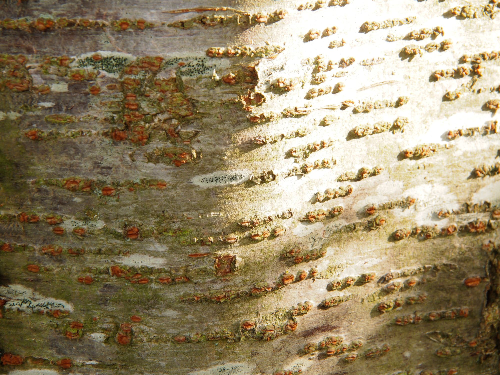 Image of Prunus Ã— yedoensis