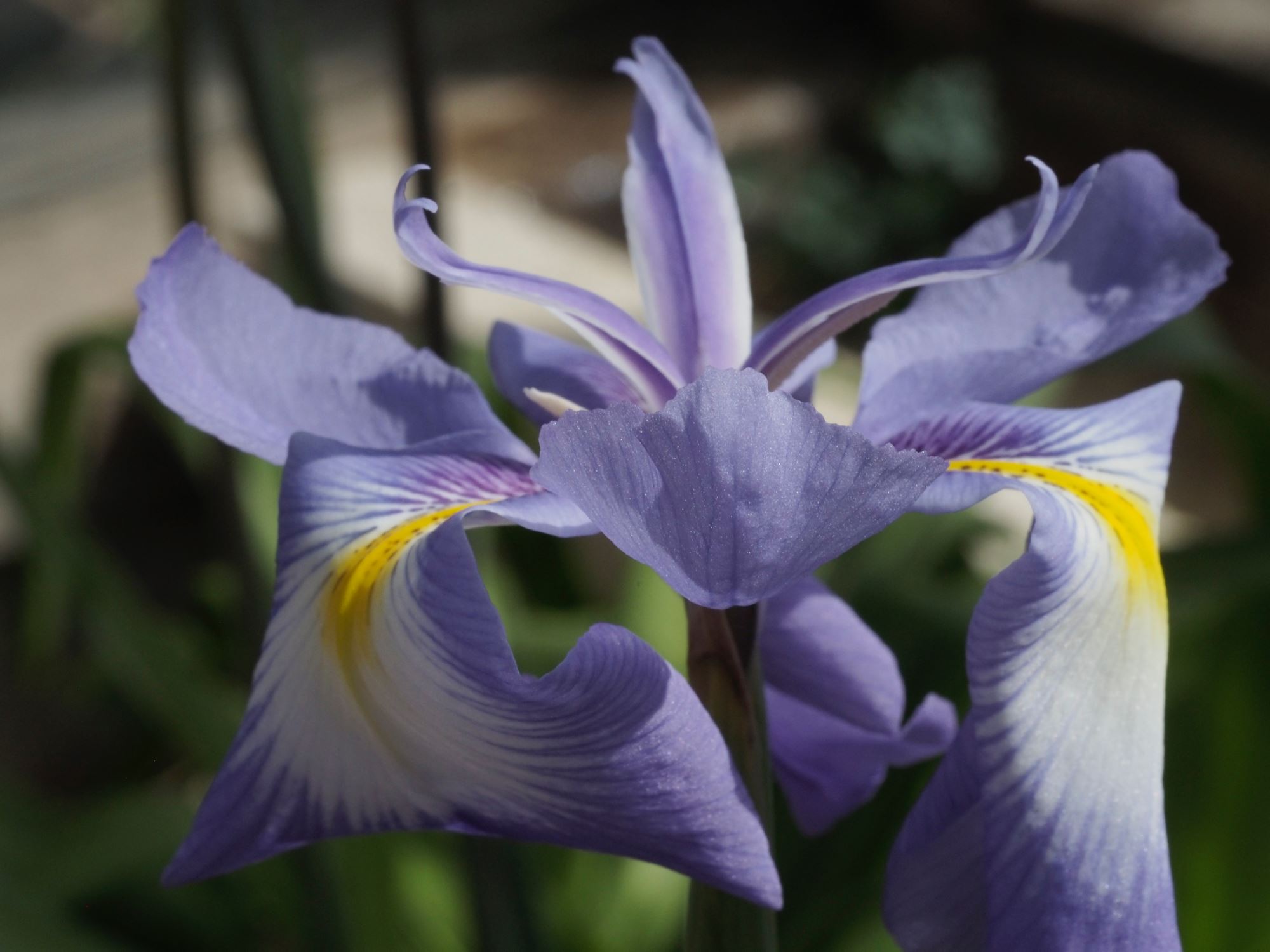 Image of Iris cycloglossa
