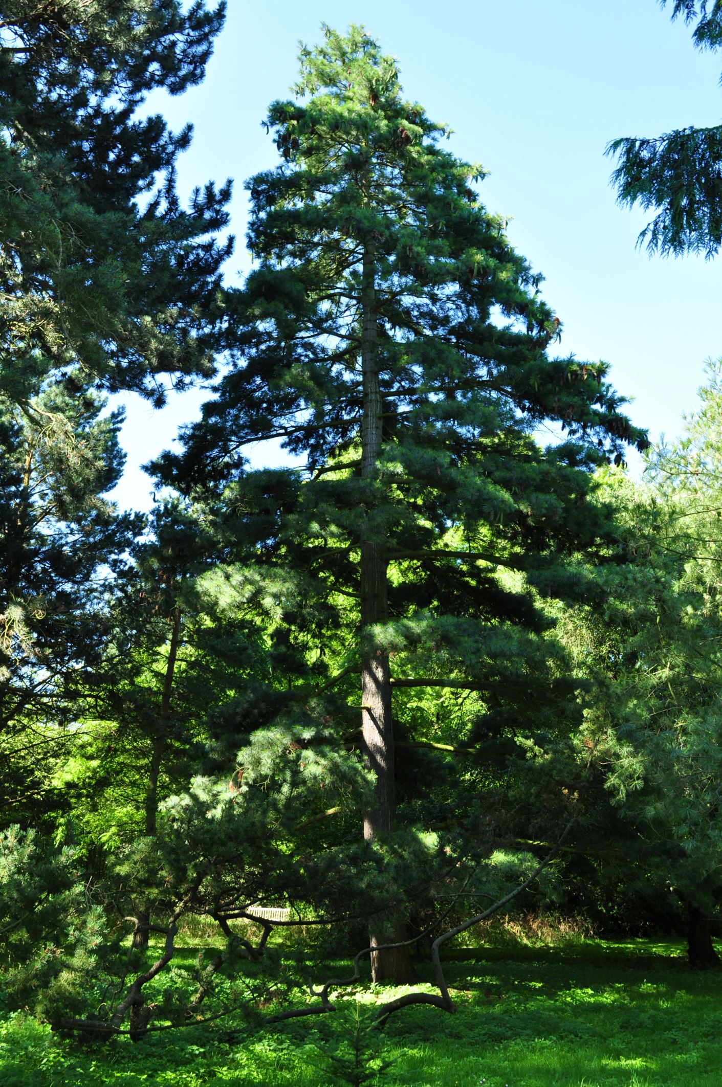 Image of Pinus Ã— holfordiana