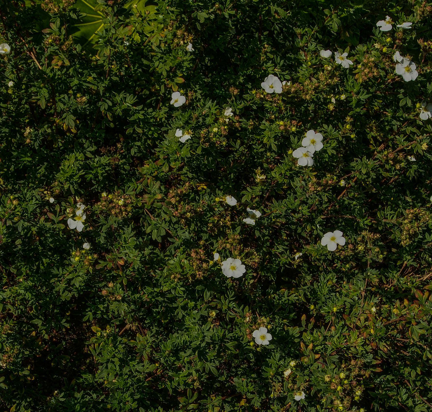 Image of Potentilla fruticosa 'Snowflake'