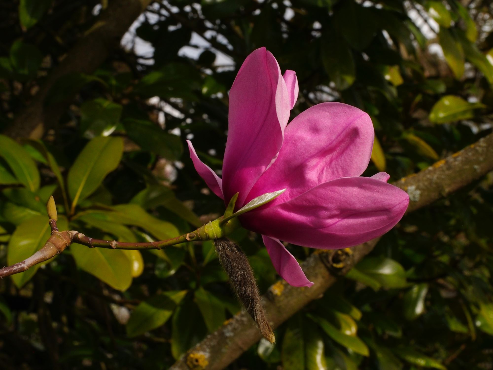 Image of Magnolia sprengeri 'Diva'