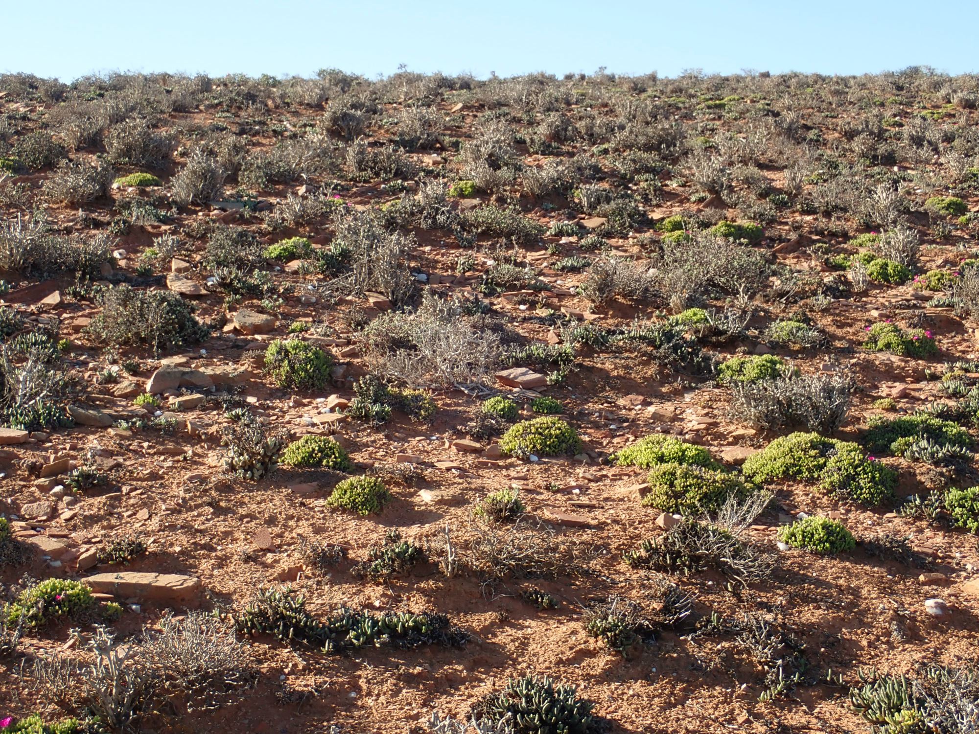 Image of Meyerophytum meyeri