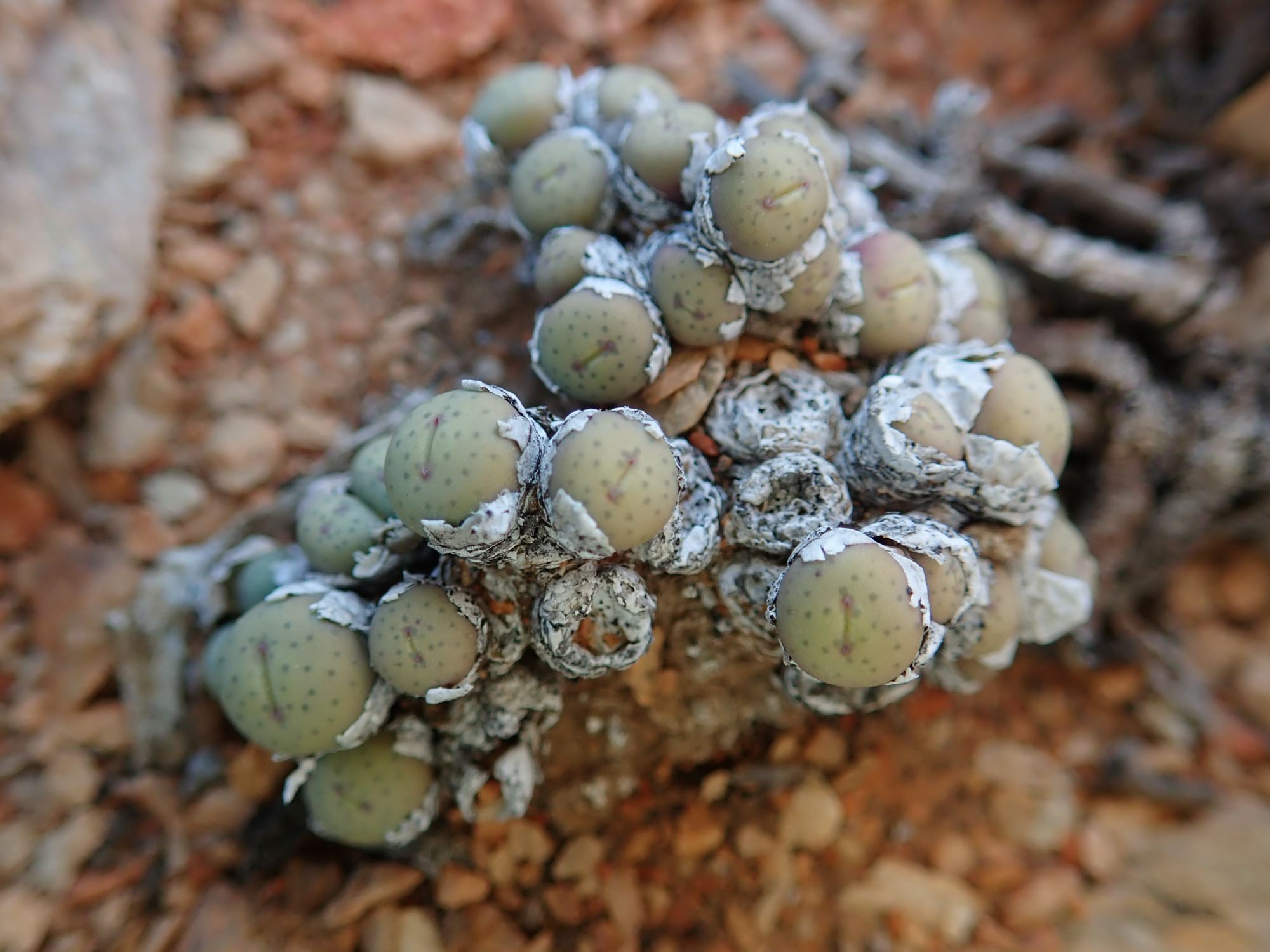 Image of Conophytum breve
